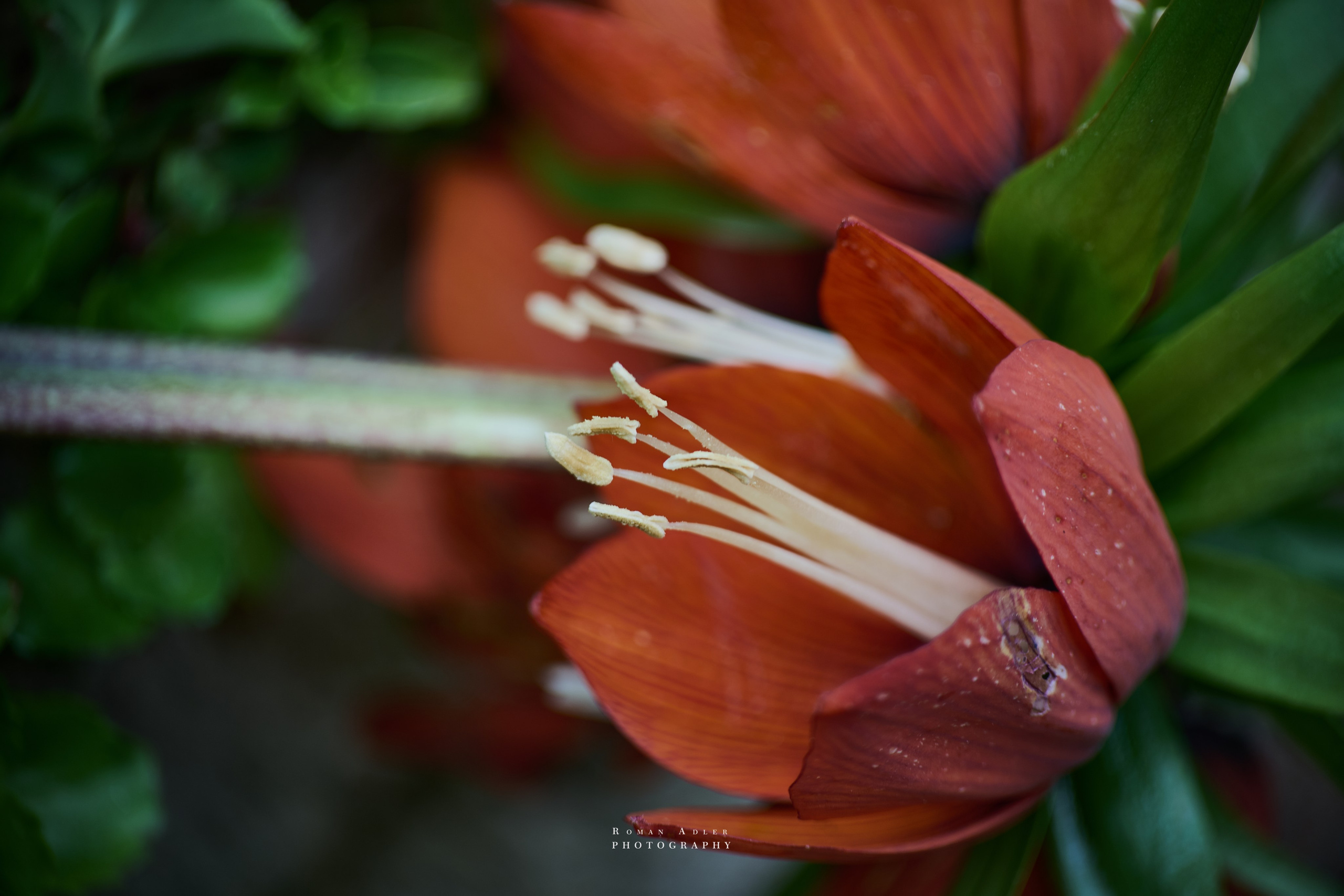 Фотографии цветов. Фотограф Роман Адлер. 