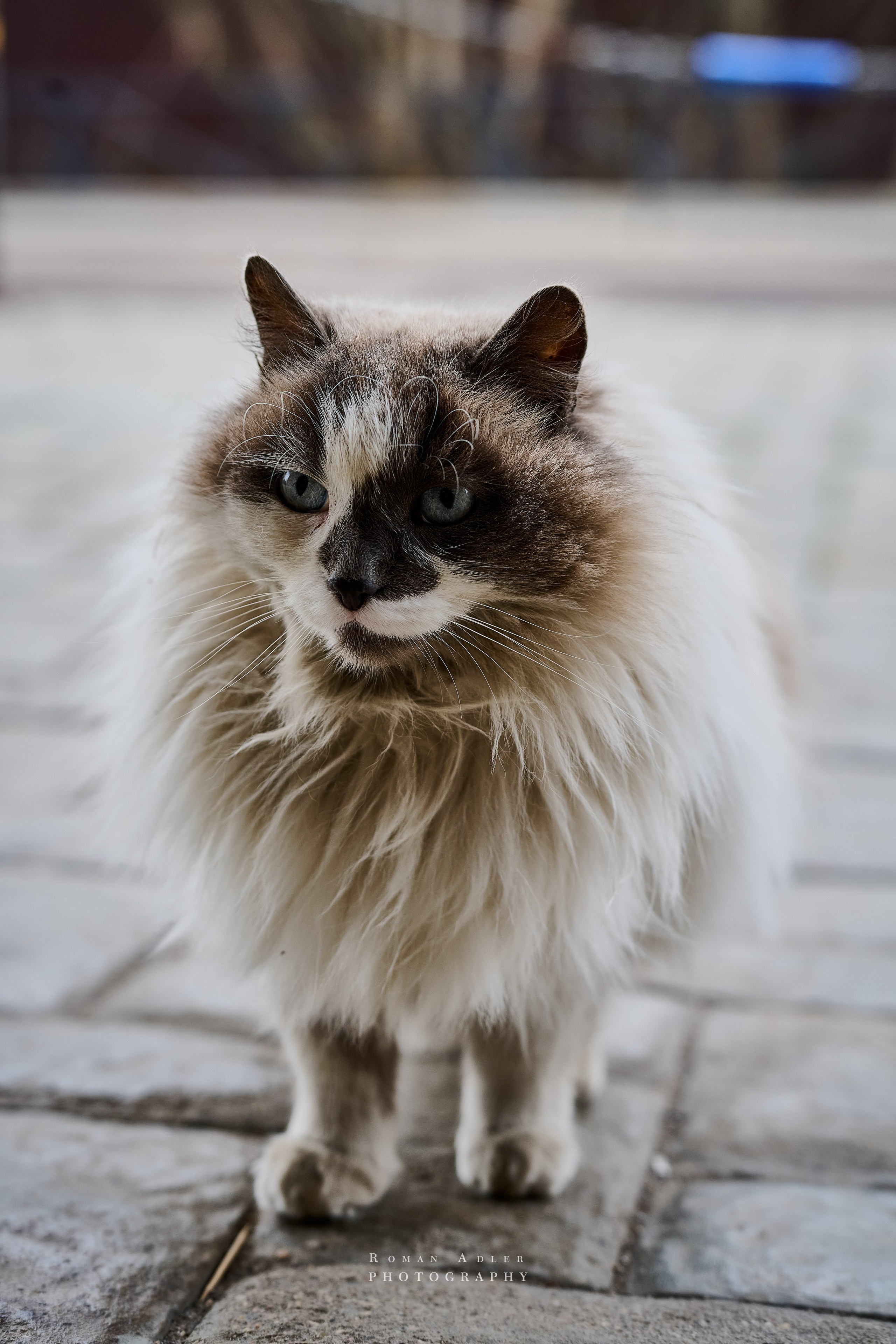 Золотая Неделя Моды. Фотограф Роман Адлер