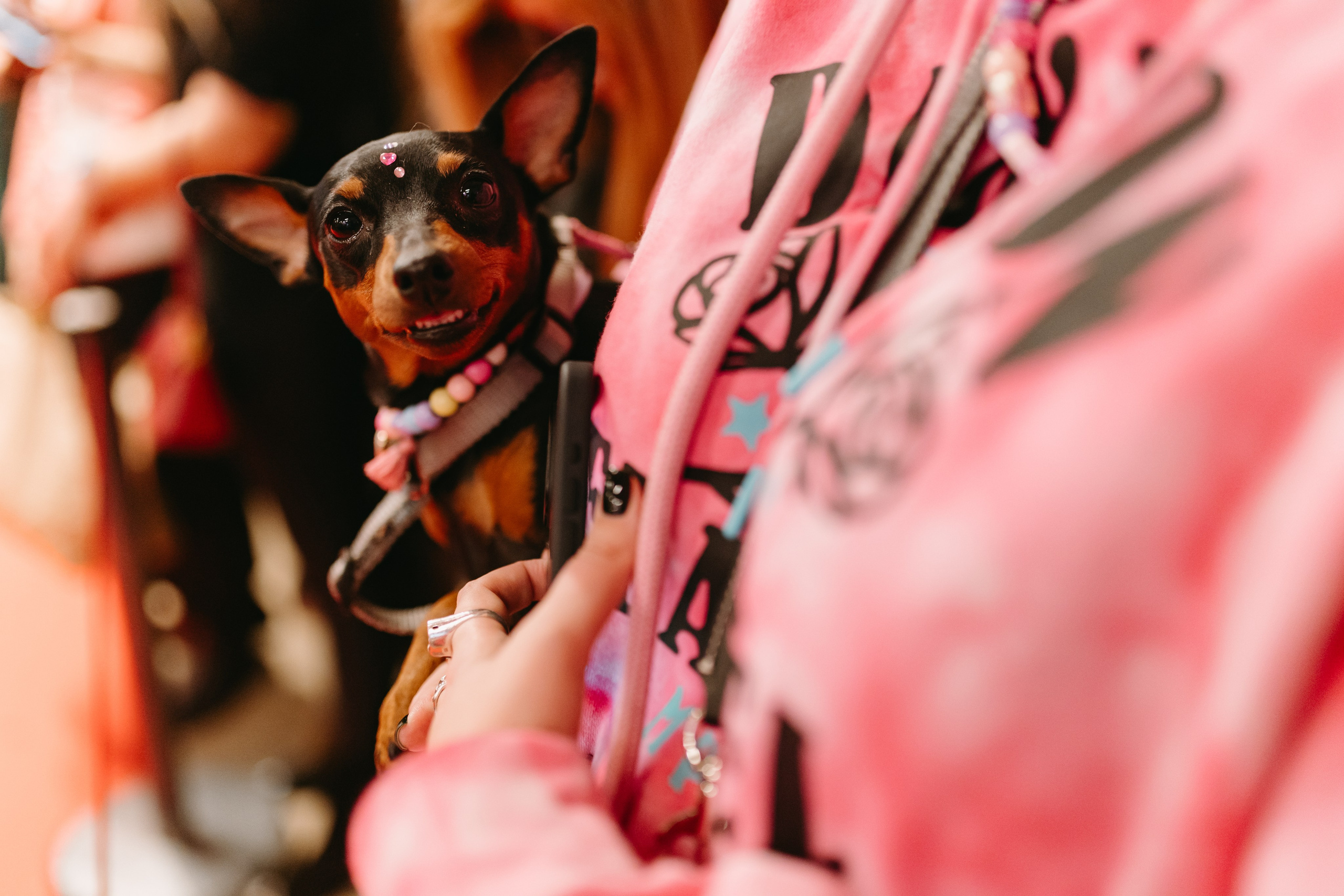 Frisky Dog Day. Фотограф Ирина Авдеева
