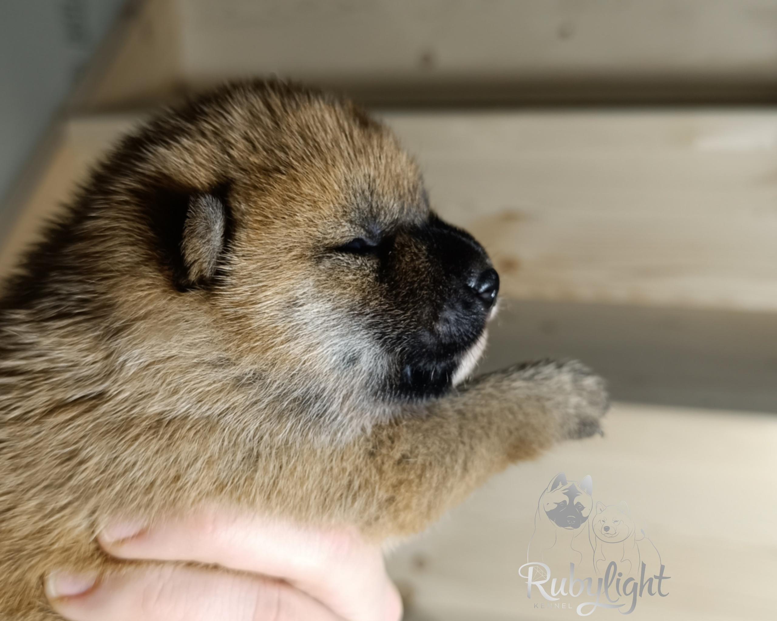 Сиба Rubylight Ellis питомник Рубилайт 