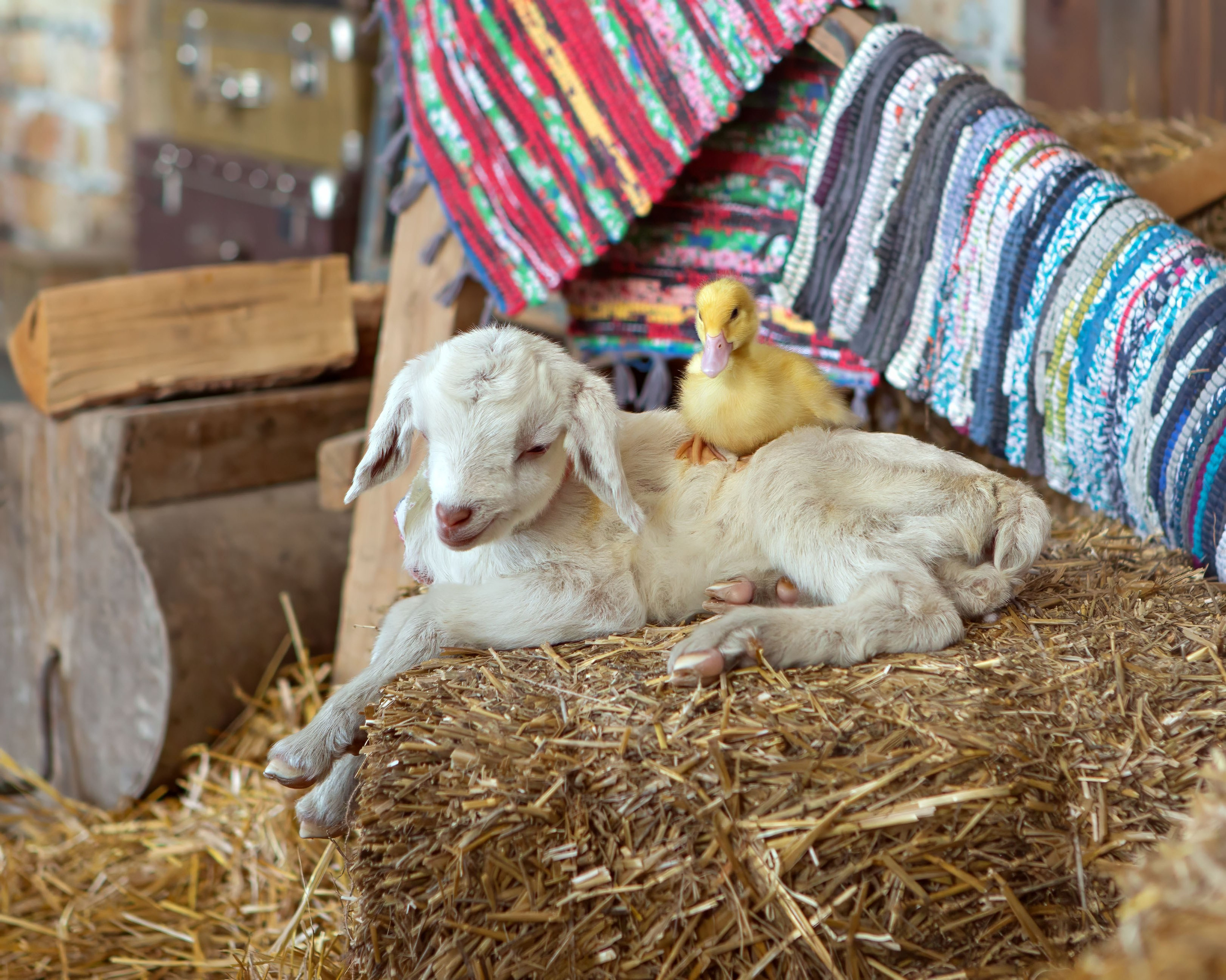 Козленок с утенком