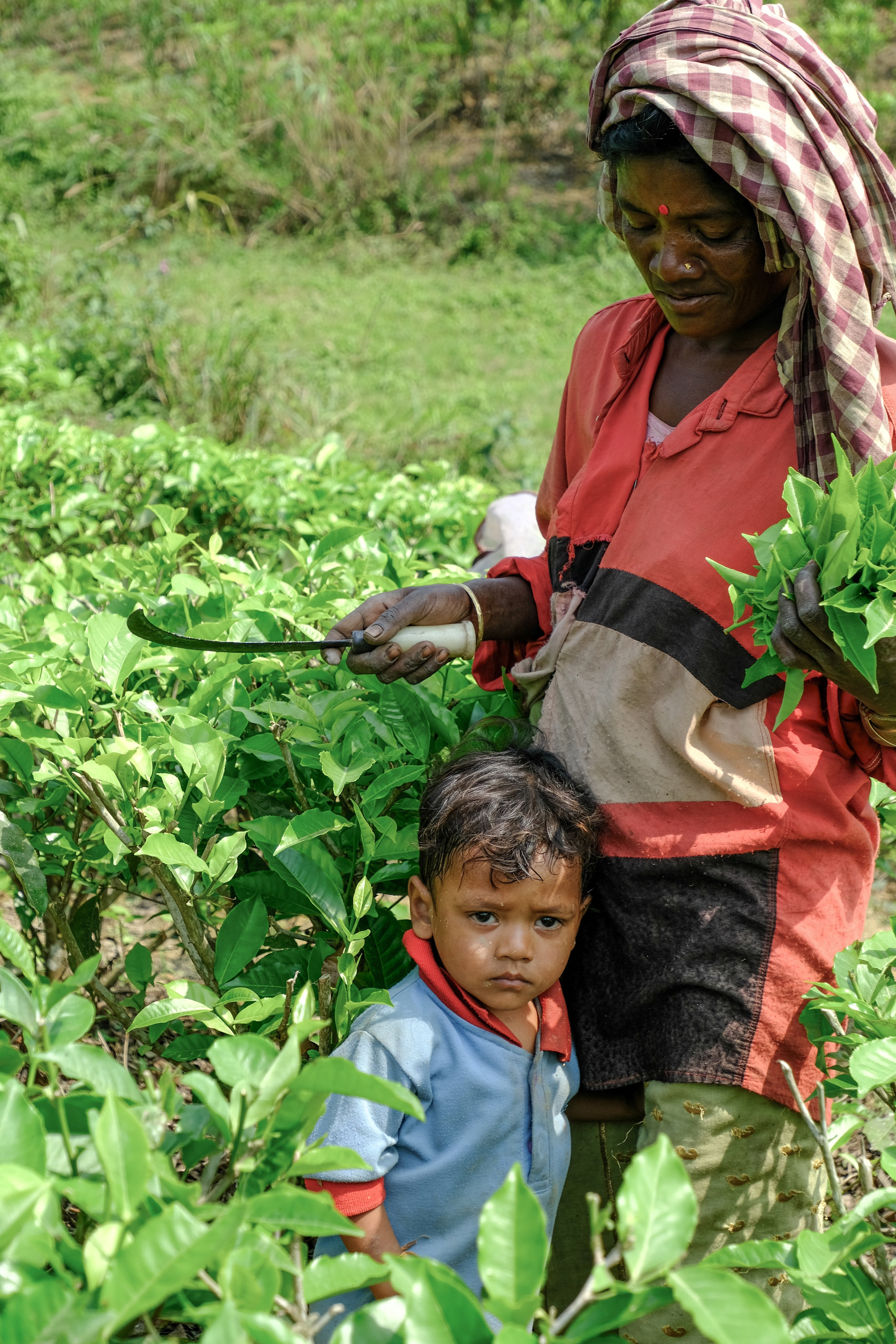 Ассам и Казиранга. Фотографии из путешествий