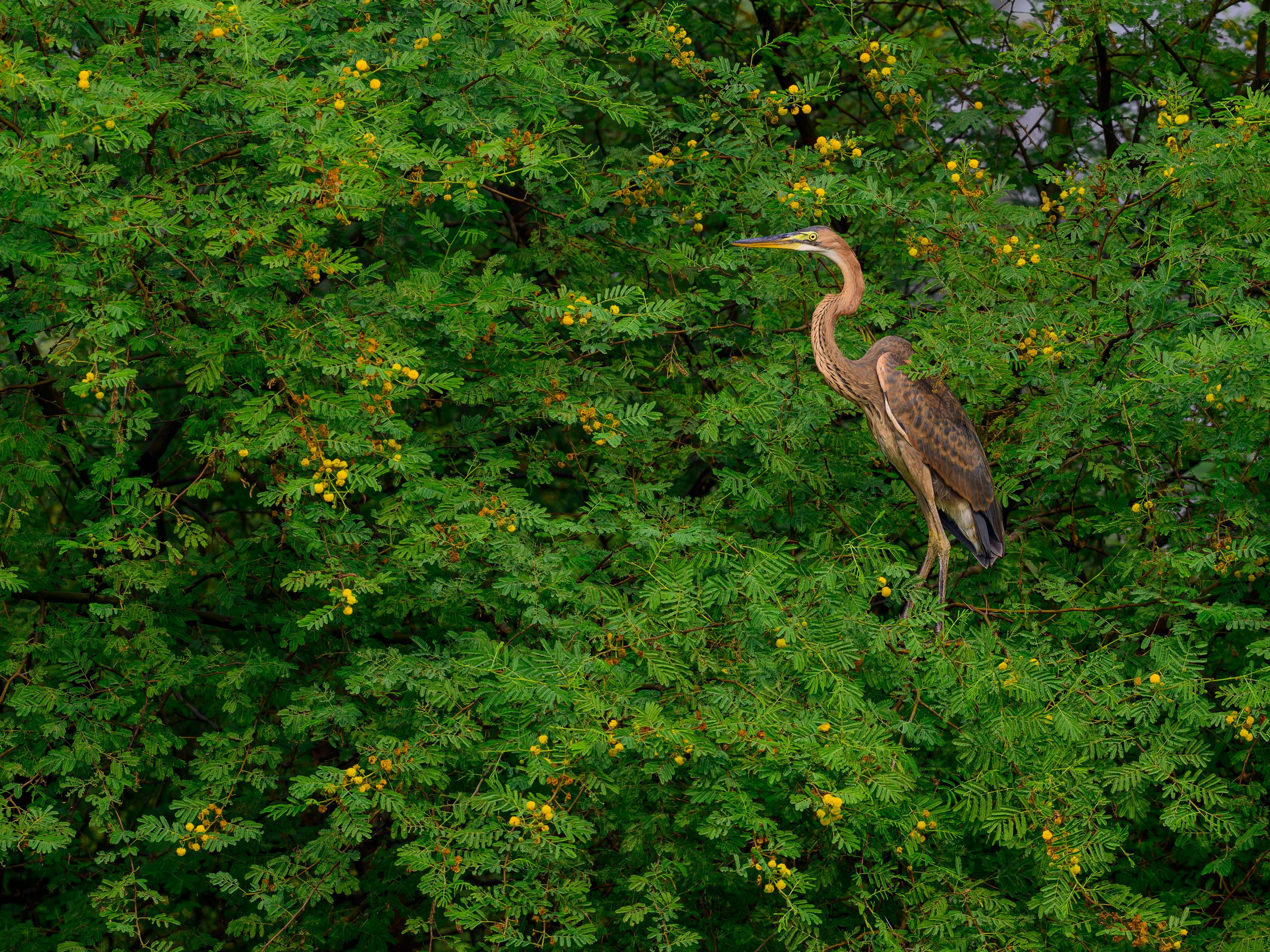 Цапли. Wildlife photography by Sergey Puponin
