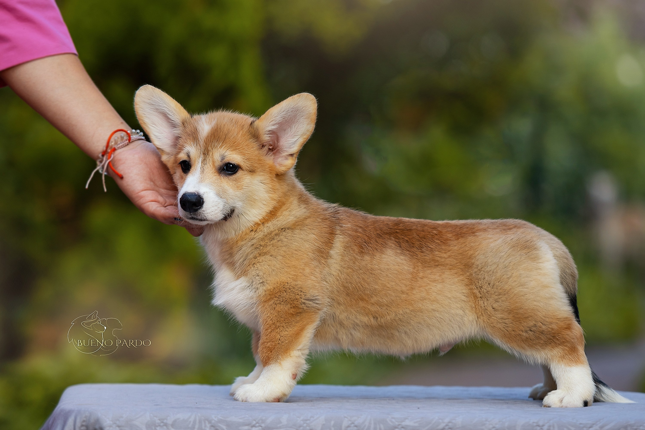 Щенки вельш корги пемброк из питомника. Питомник собак Акита, Хаски, Корги