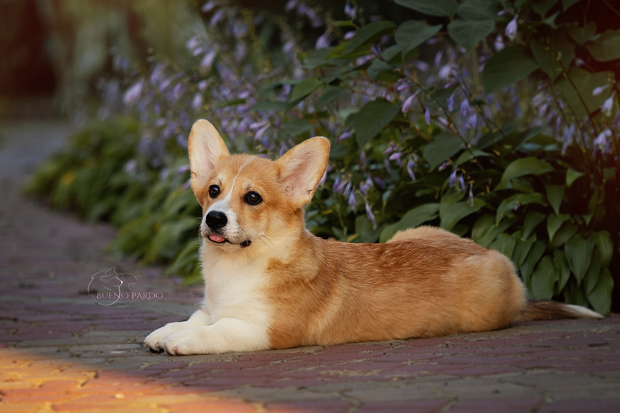 Щенки вельш корги пемброк из питомника. Питомник собак Акита, Хаски, Корги