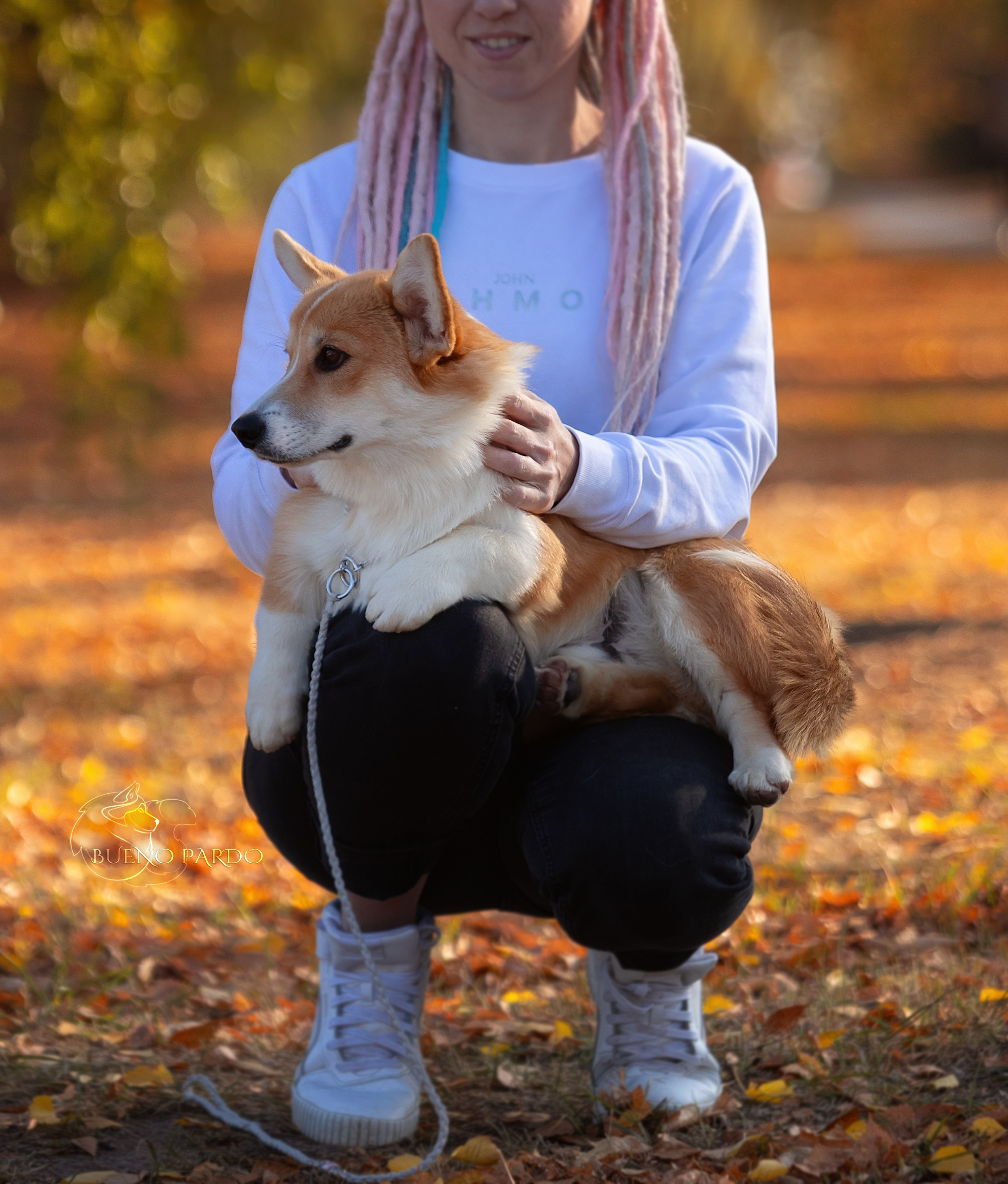 Щенки вельш корги пемброк из питомника. Питомник собак Акита, Хаски, Корги
