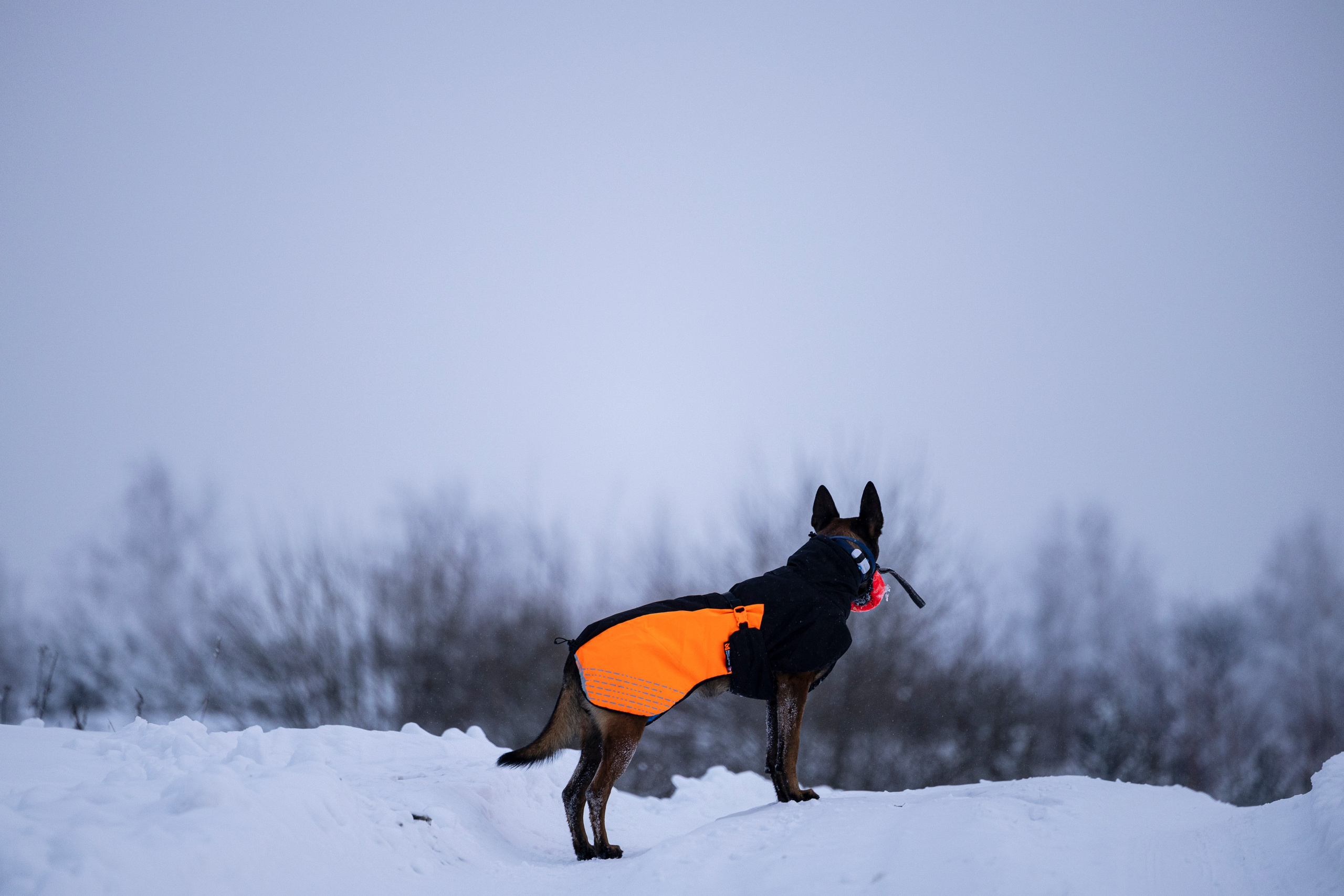 Рики и Гаруда. Фотограф-анималист Анна Маринич