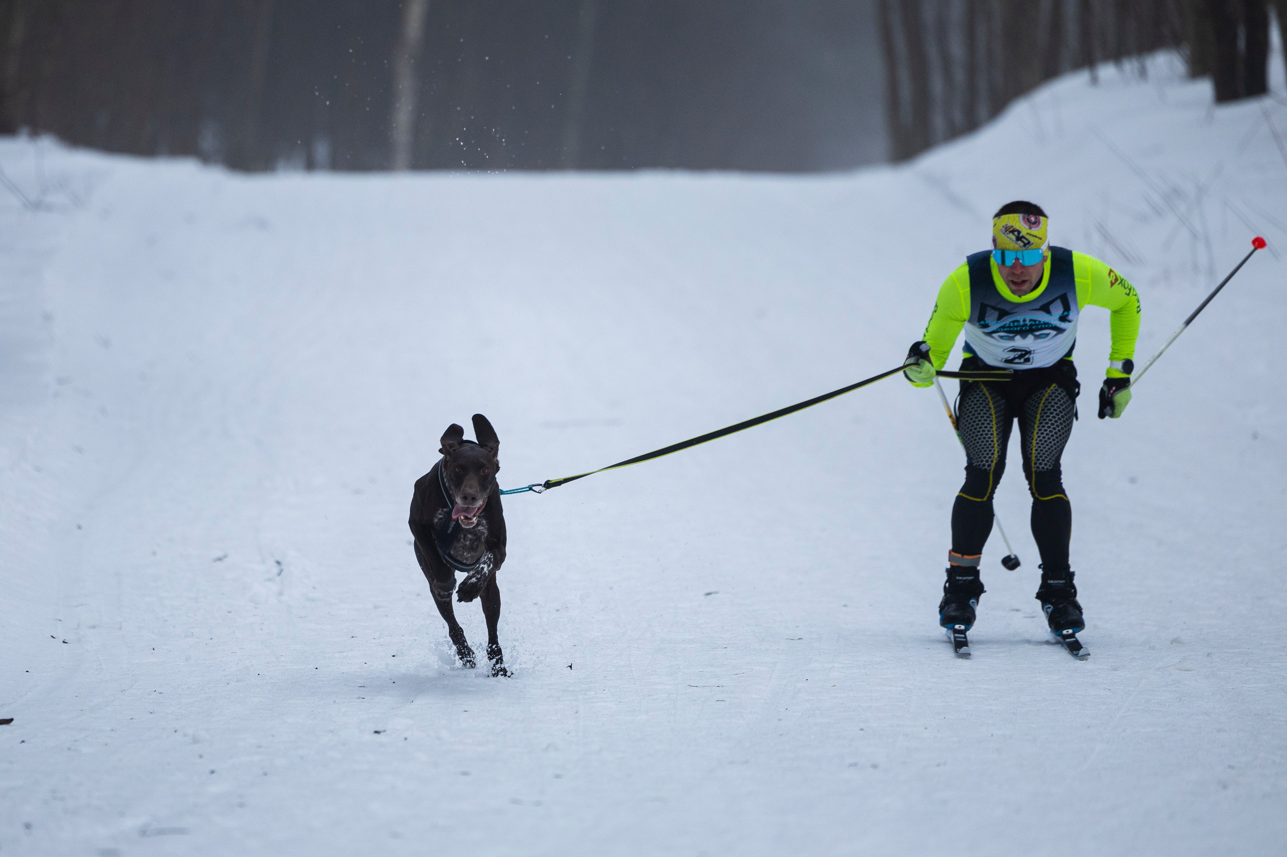 Зимний Чемпионат Санкт-Петербурга по ездовому спорту. Фотограф-анималист Анна Маринич