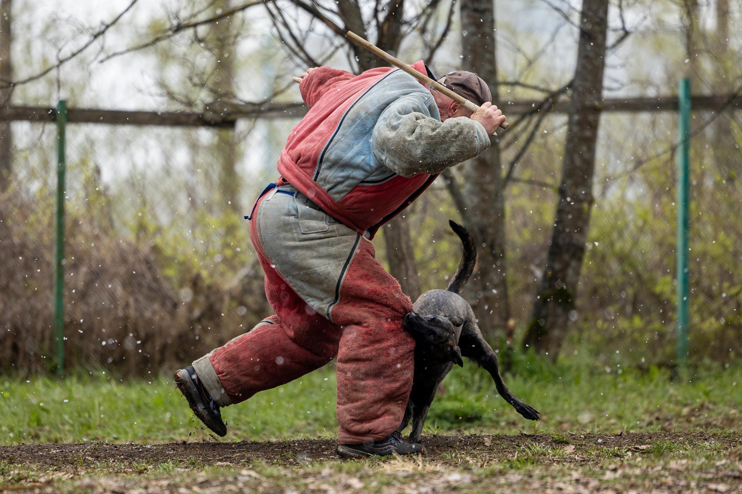Квалификационные состязания по мондьорингу г. Вологда 11.05.24. Фотограф-анималист Анна Маринич