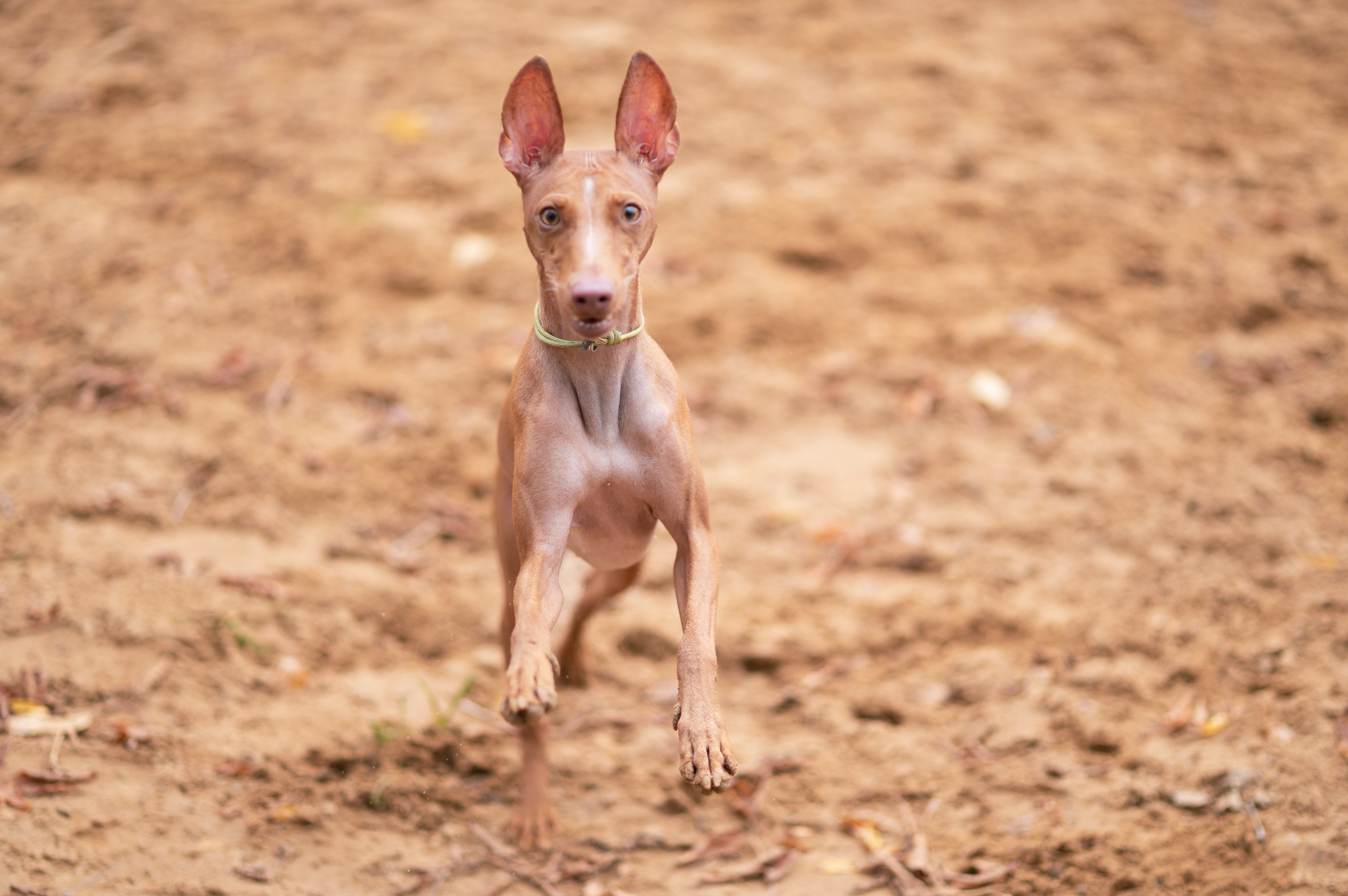 Питомцы. Портретный фотограф в Москве Полина Старцева