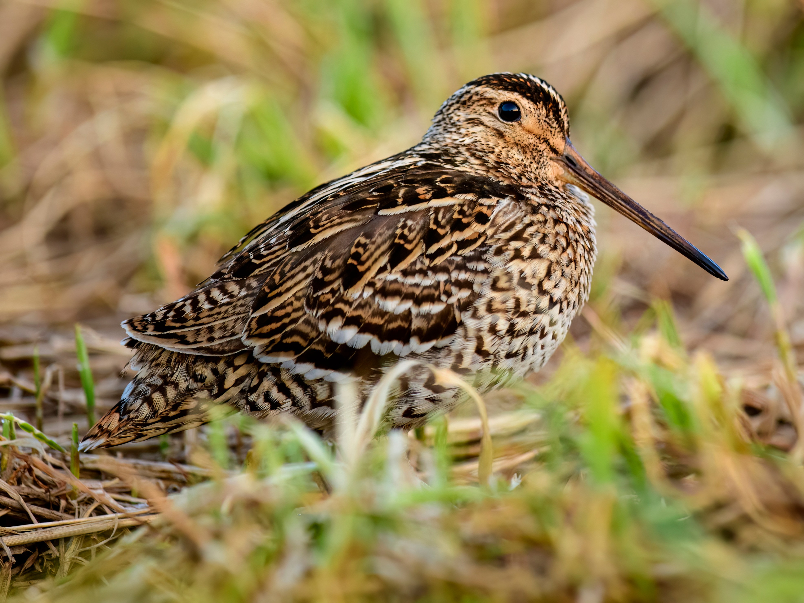 На дупелином току. Фотограф Сергей Пупонин