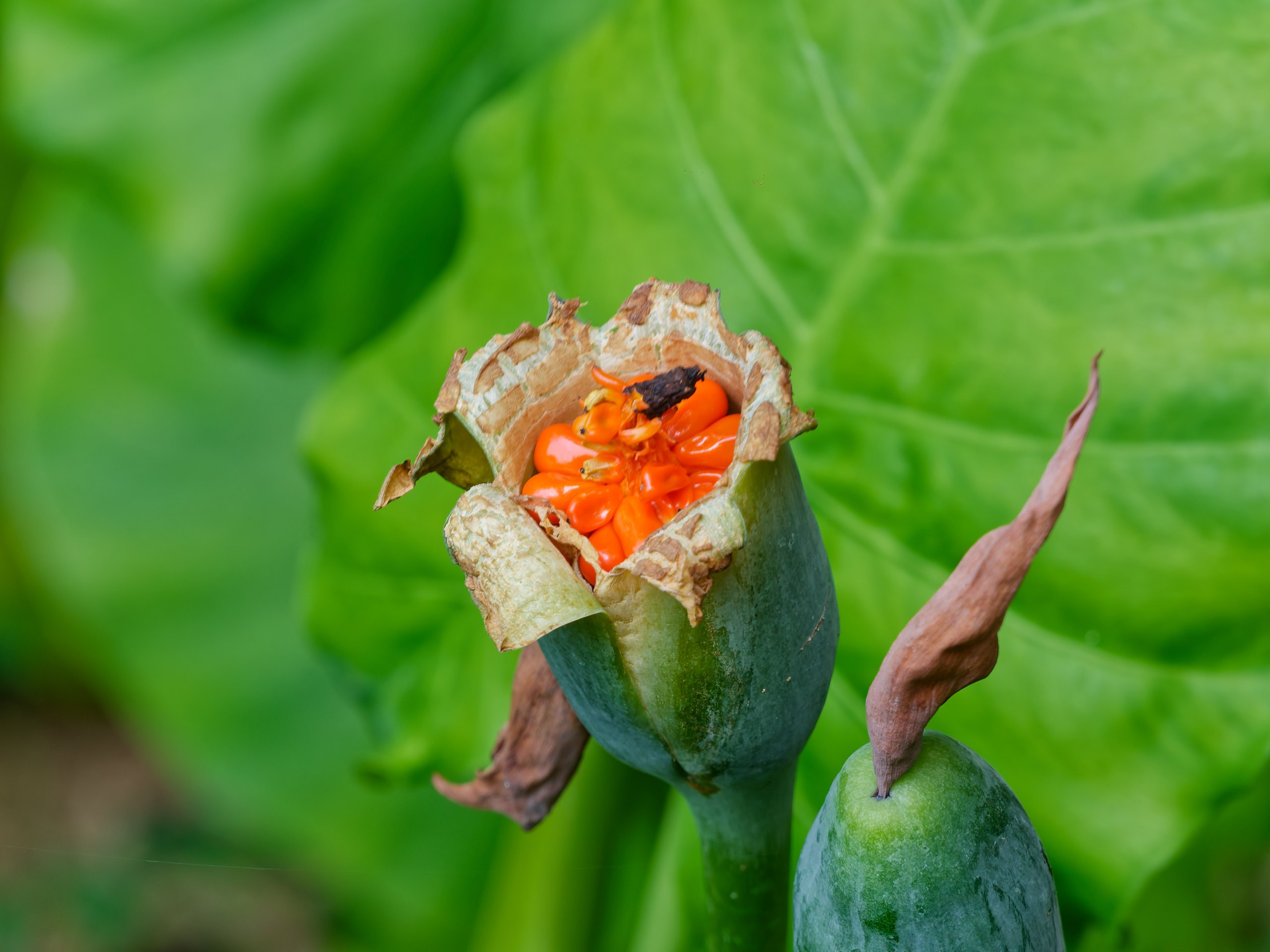 Хайнань 2026, флора, цветы и деревья. Фотопрогулки по Миру