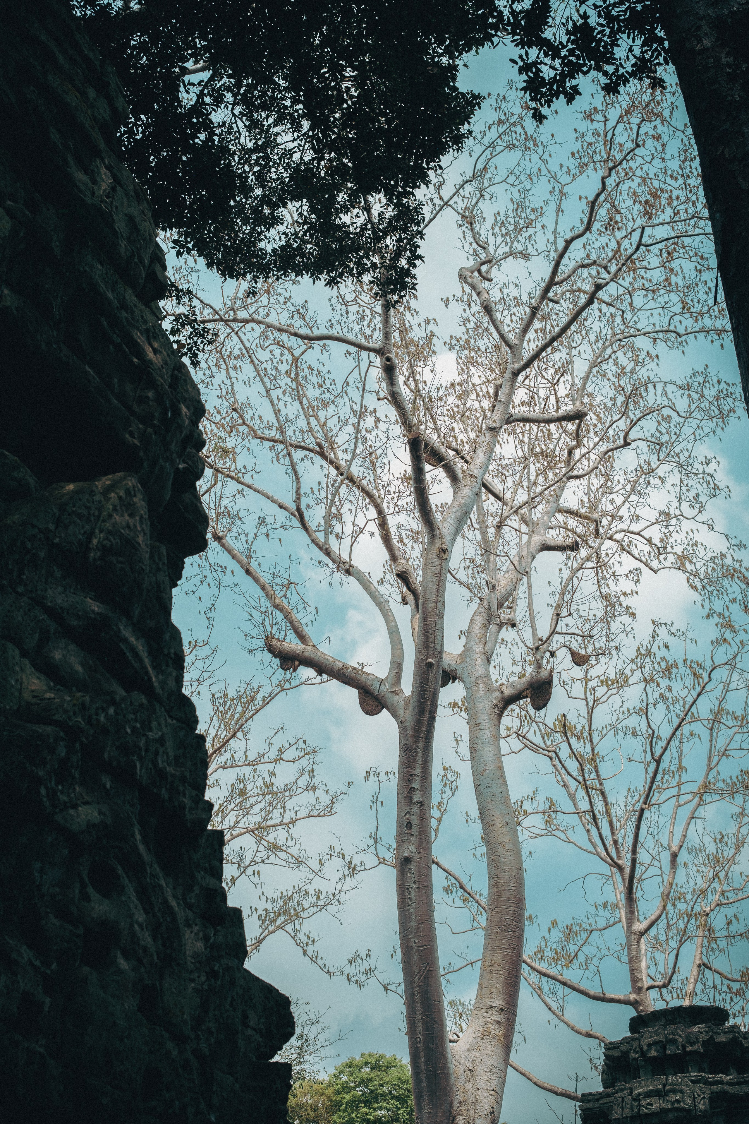 Cambodia. Dmitry Ippolitov