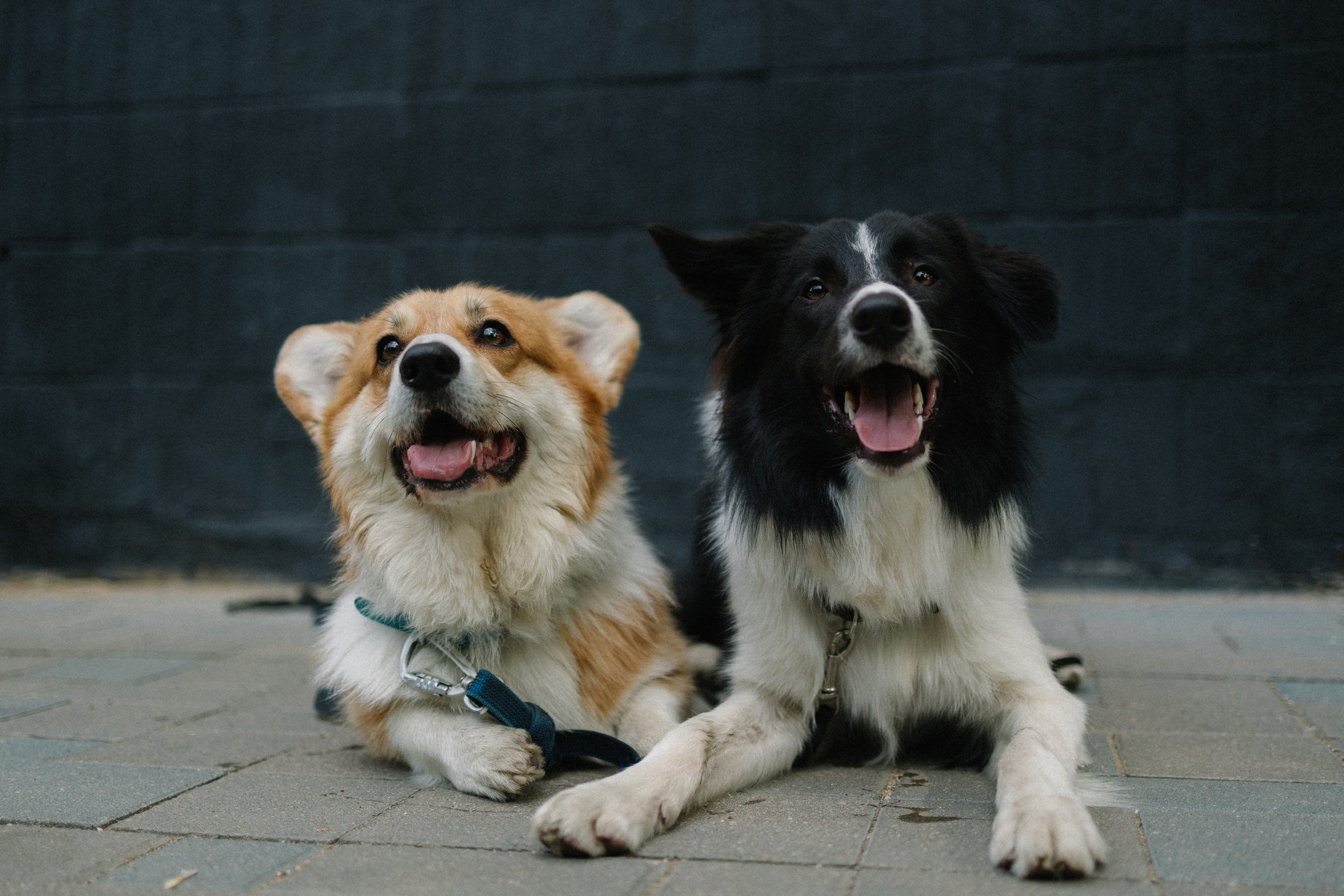 Брюс, Вейв и их ро. Фотораф — анималист Мария Шистка