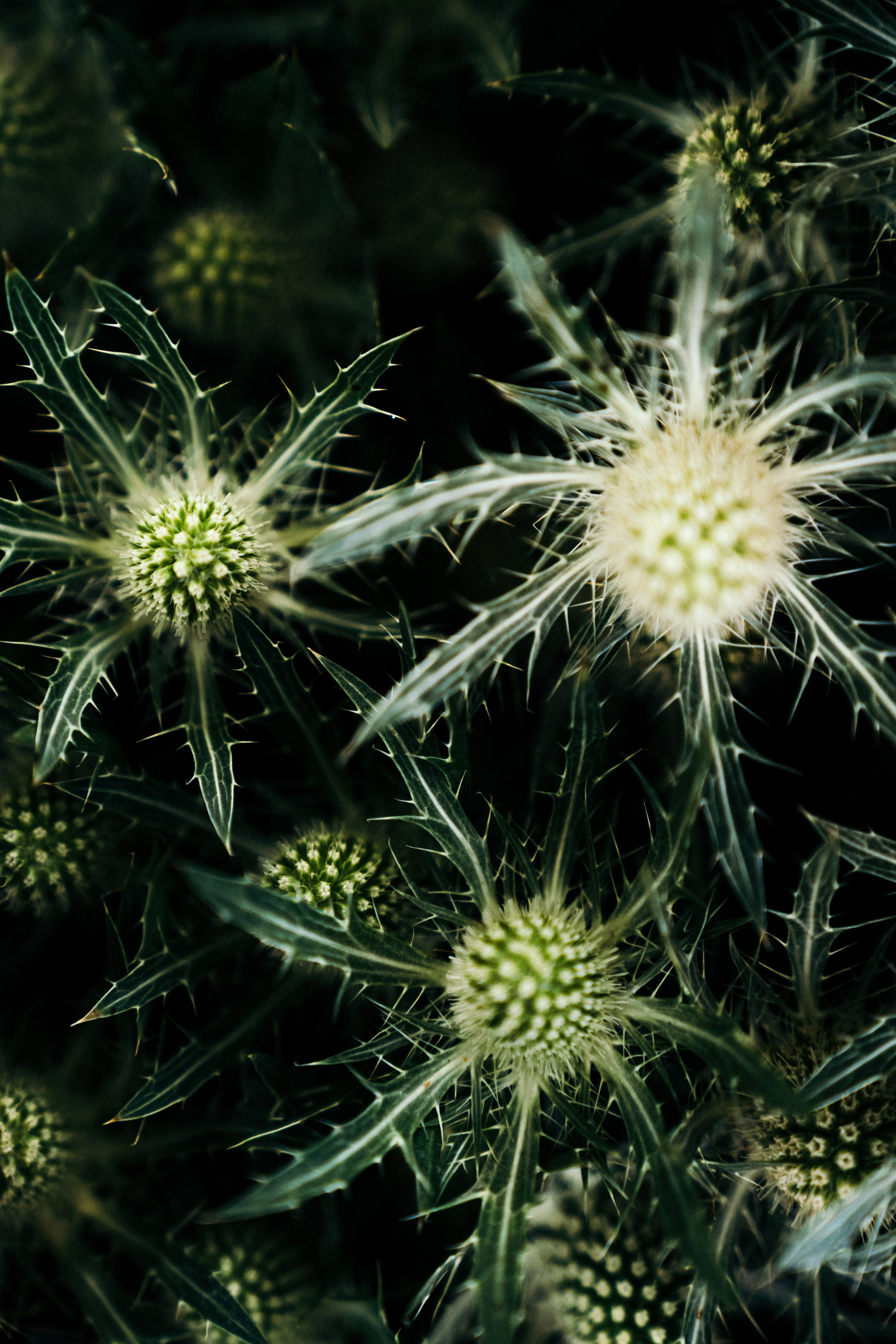 Давай загадаем желание?. Свадебный фотограф в Краснодаре и Сочи Винидиктова Екатерина