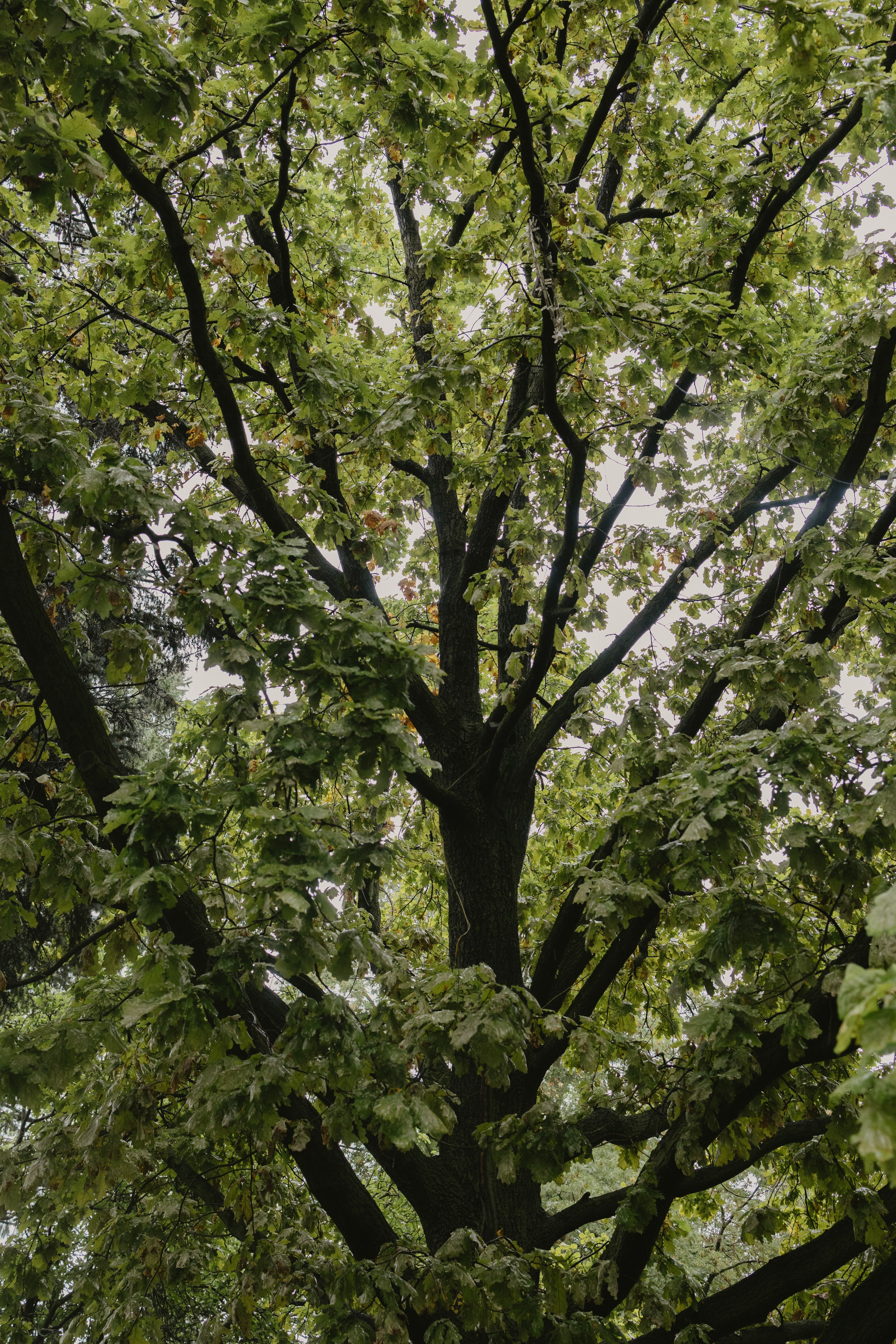 Дождливый Нижний Новгород. Фотограф Эльмира Лин