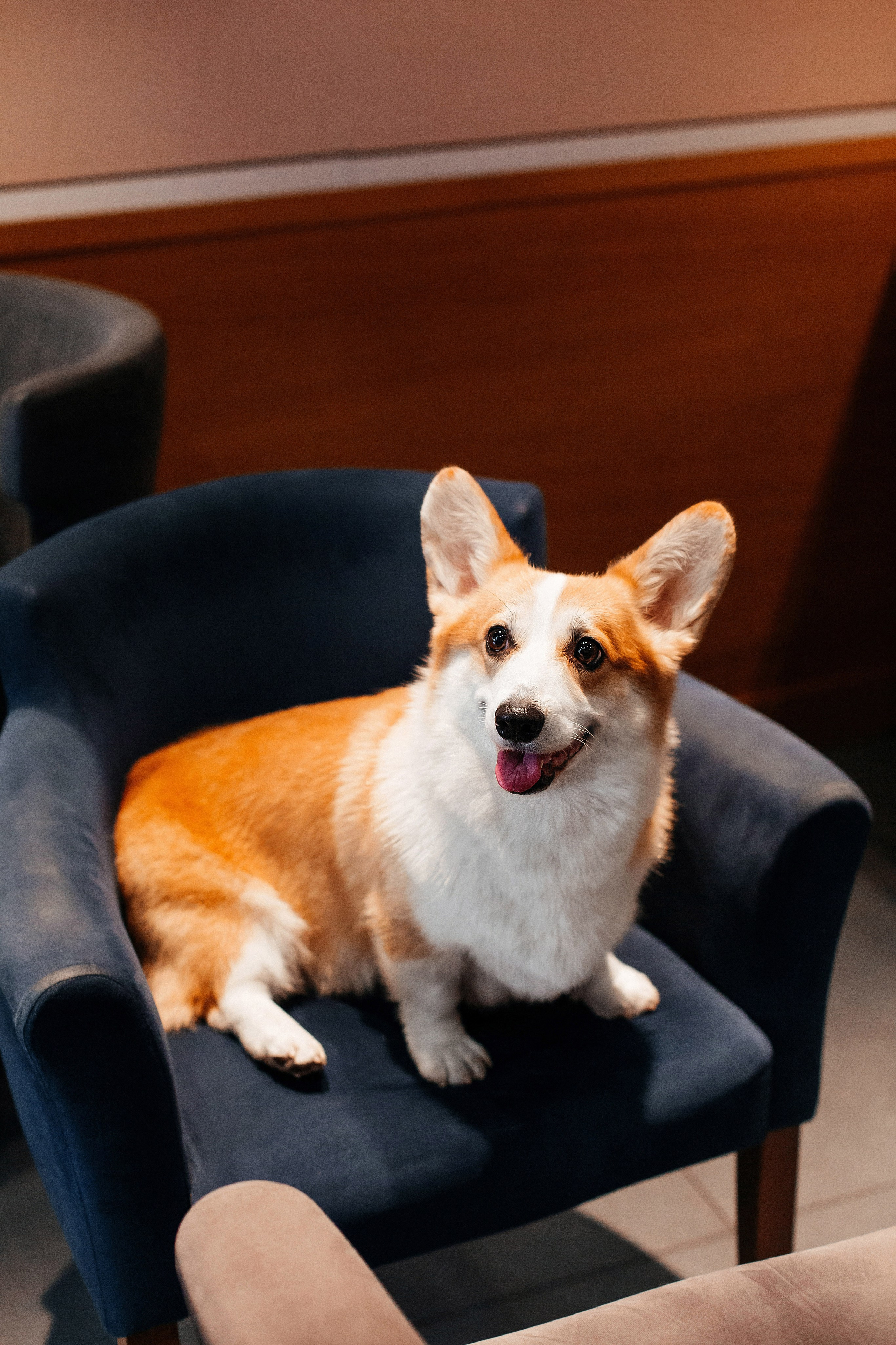 Корги в кафе дог-френдли. Фотограф-анималист в Краснодаре Маша Мельникова