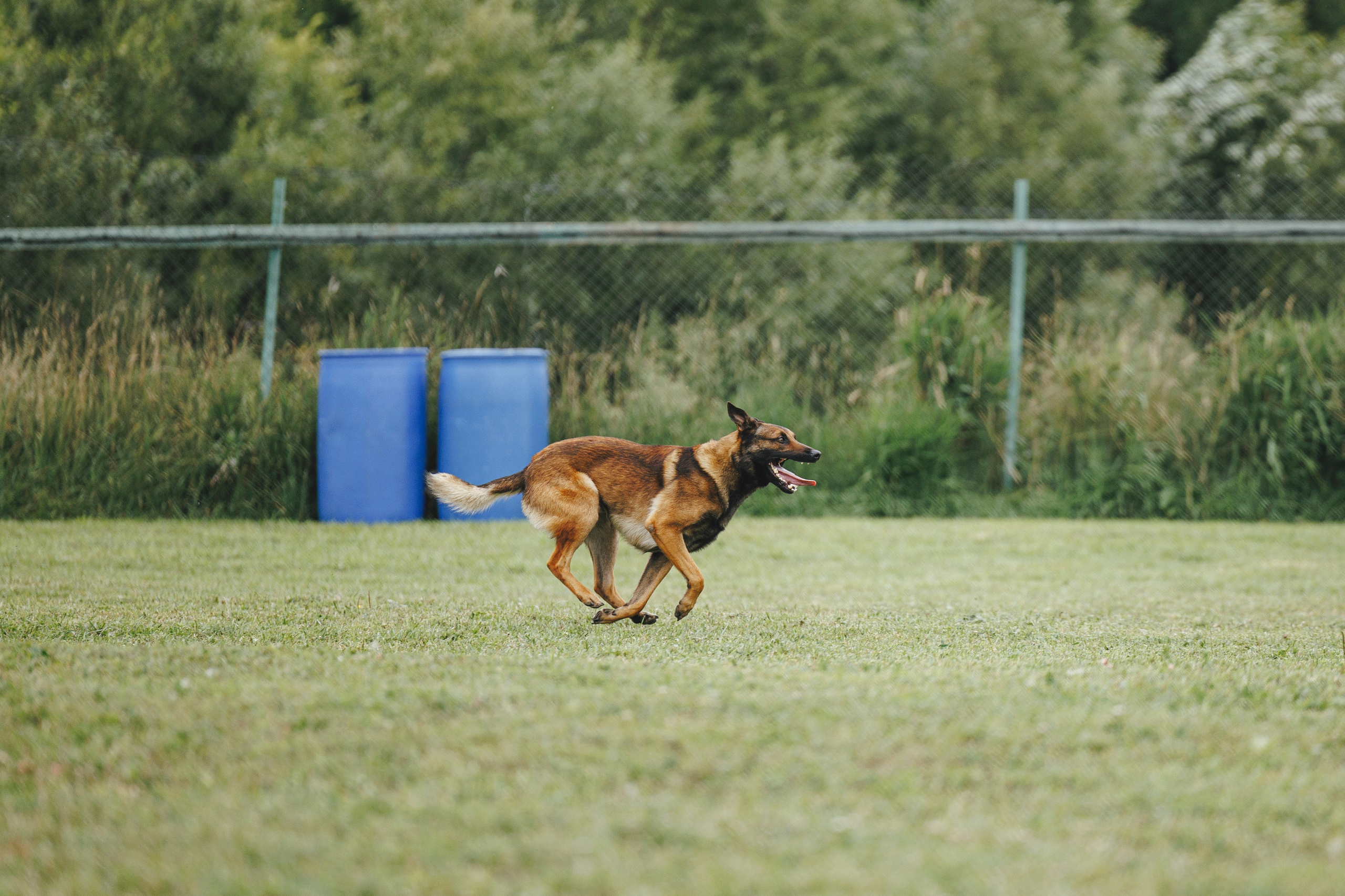 08.08.25-10.08.25 ЧР по мондьорингу г. Вологда. Фотограф-анималист Анна Маринич