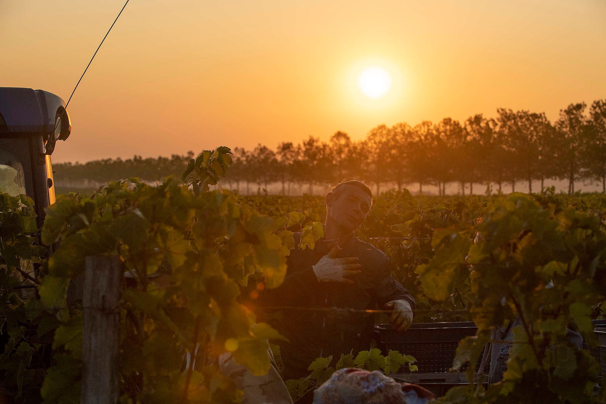 Винодельни Краснодарского края. Фотограф Михаил Мордасов, Сочи. Мероприятия, портреты, спорт, репортаж