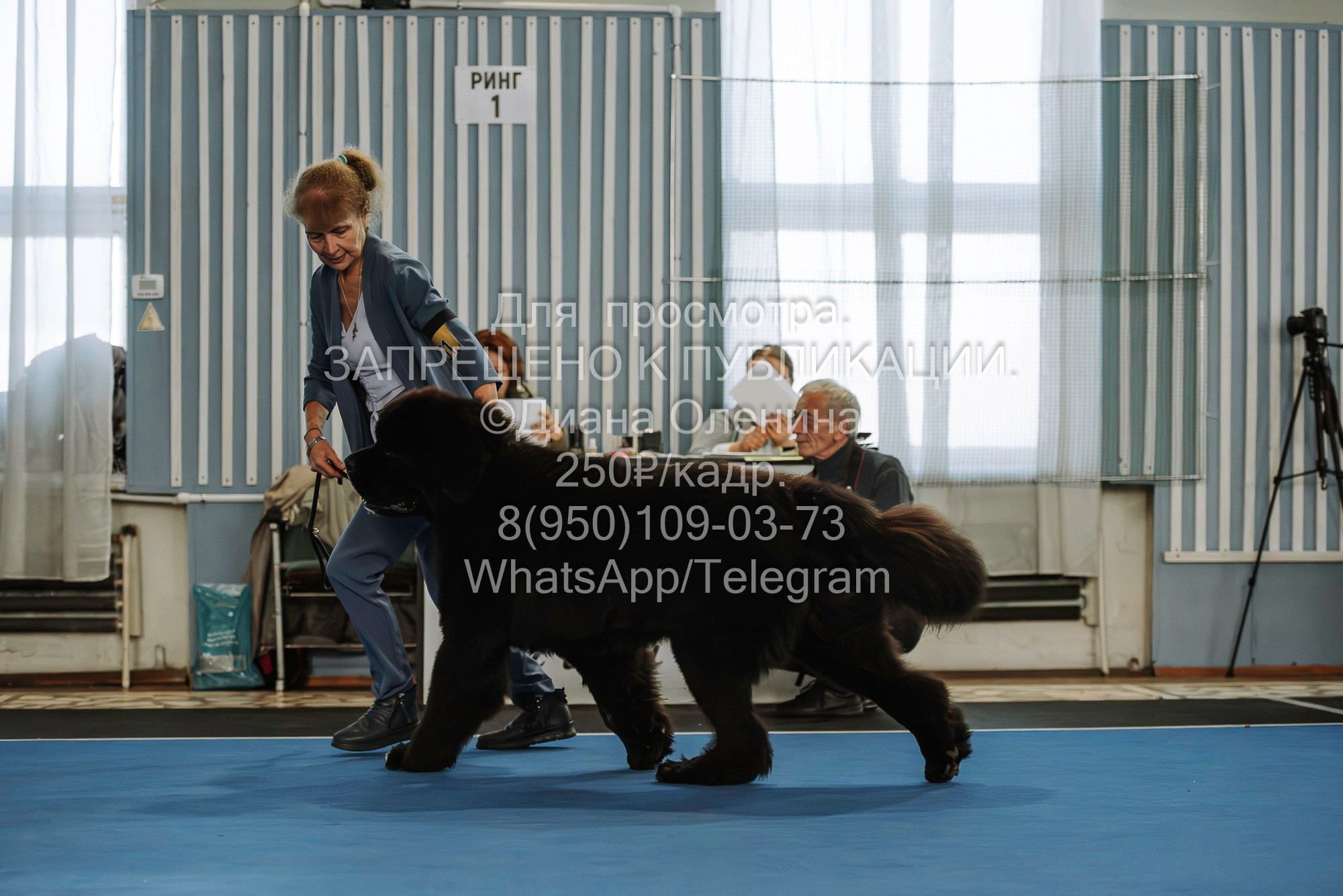 Выставка собак Красноярск 29.10.2023. Фотограф Диана Оленина Красноярск / Братск