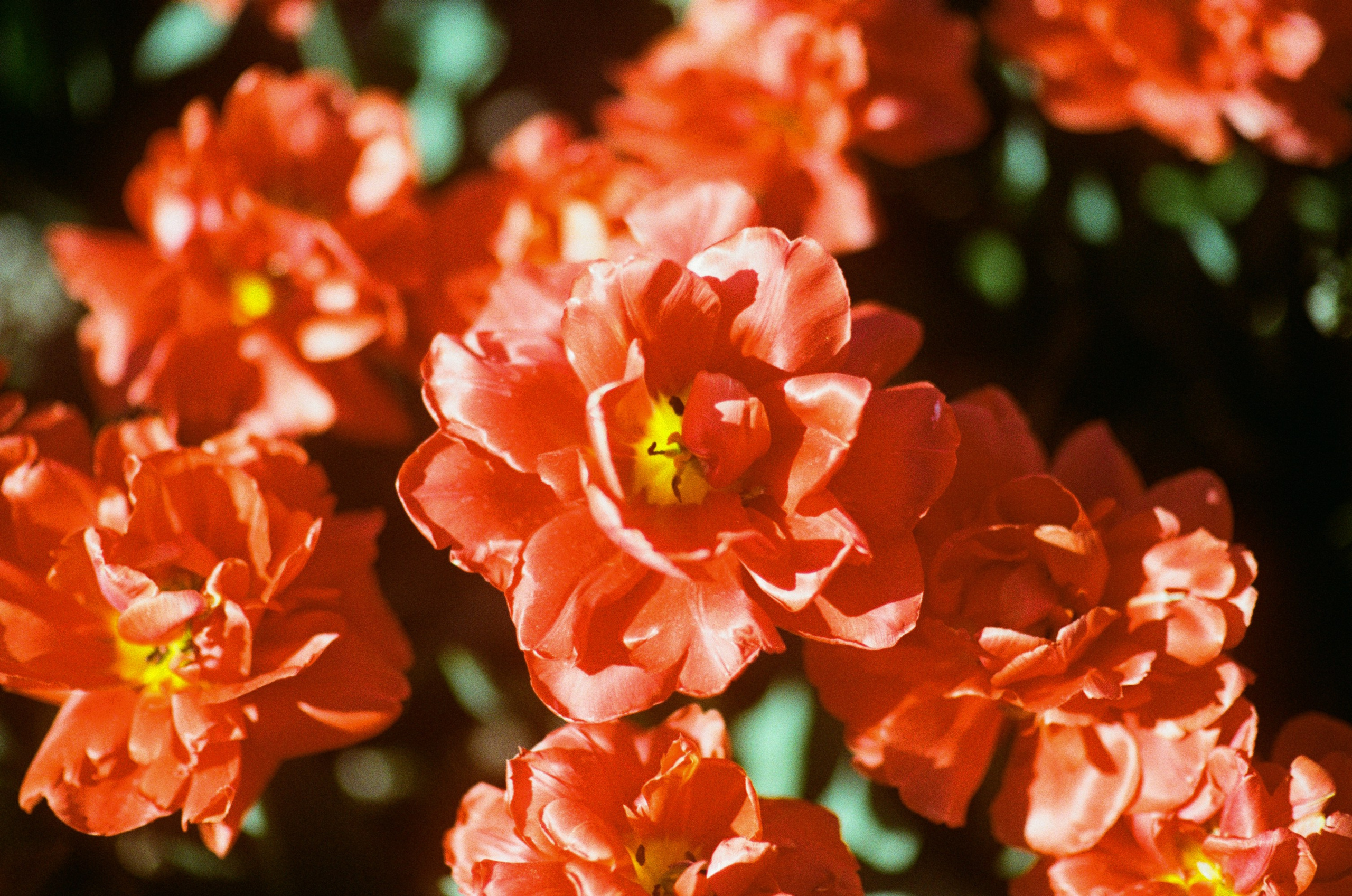 Sakura blues // ukraine, crimea V. EVER EXPOSED