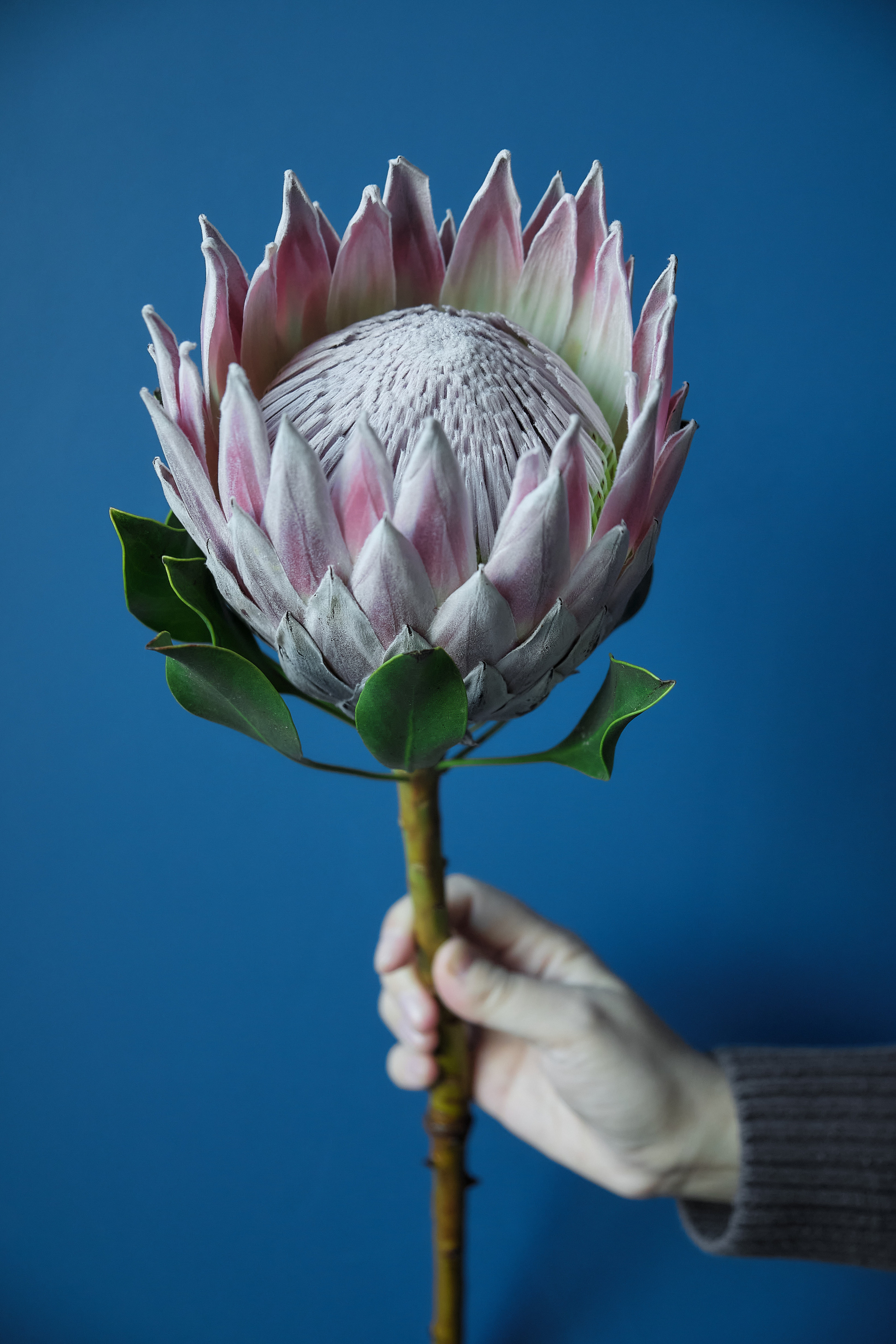 Цветочное бюро. Фотограф в Екатеринбурге Наталия Нарышкина, бизнес контент, танец