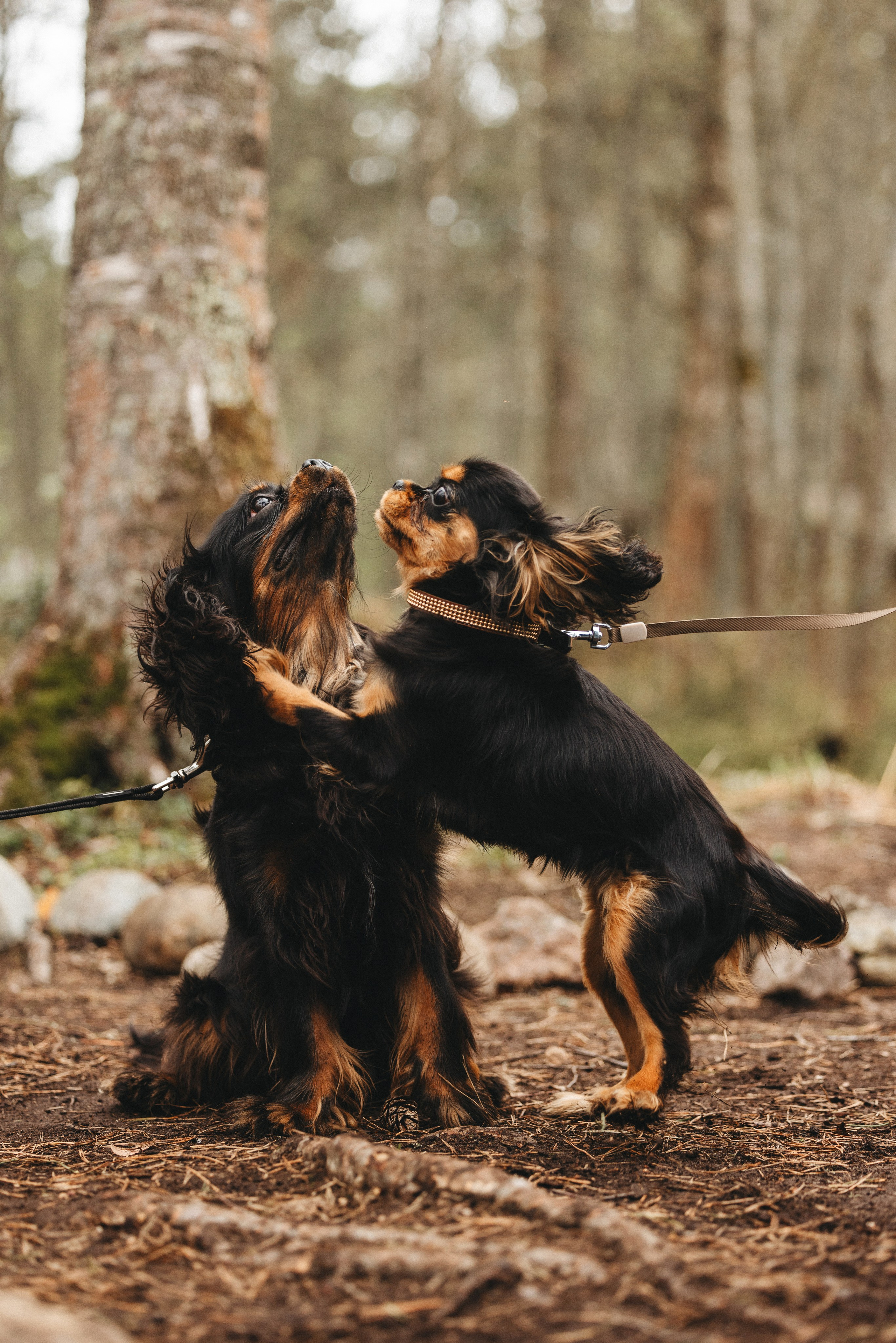 Встреча ККЧС. Фотограф анималист Осипчикова Мария