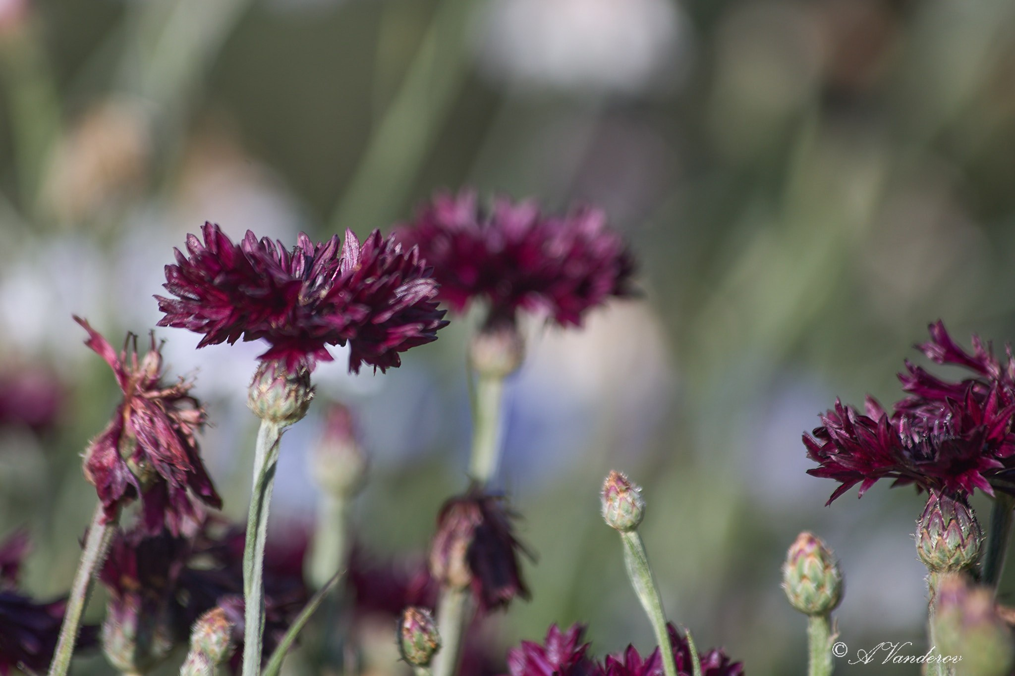 Село Савкино Баганского района Новосибирской области. Фотограф Омск | Александр Вандеров
