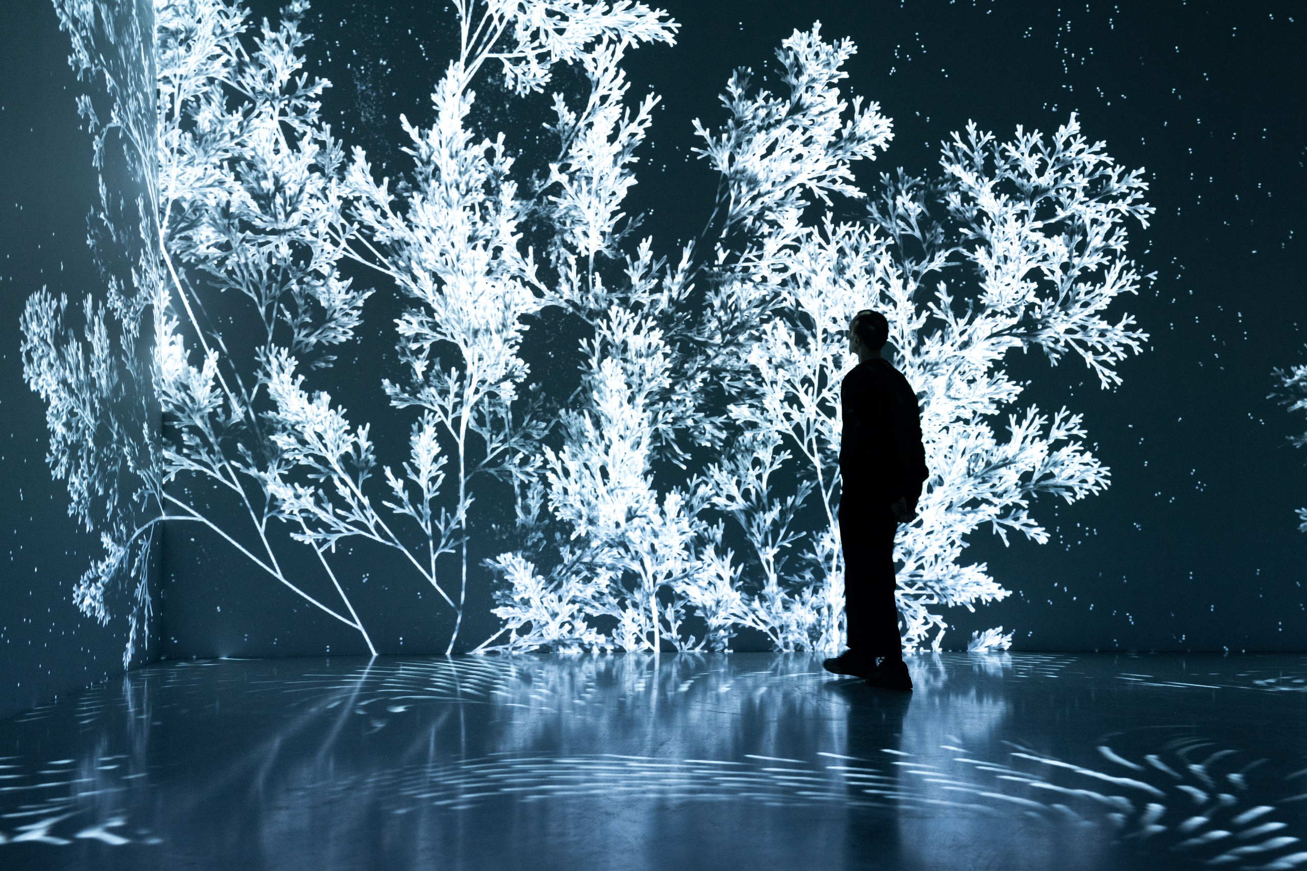 Generative Gallery & Luminar X, Making Magic. @tomrus: Рустам Шагиморданов — фотограф