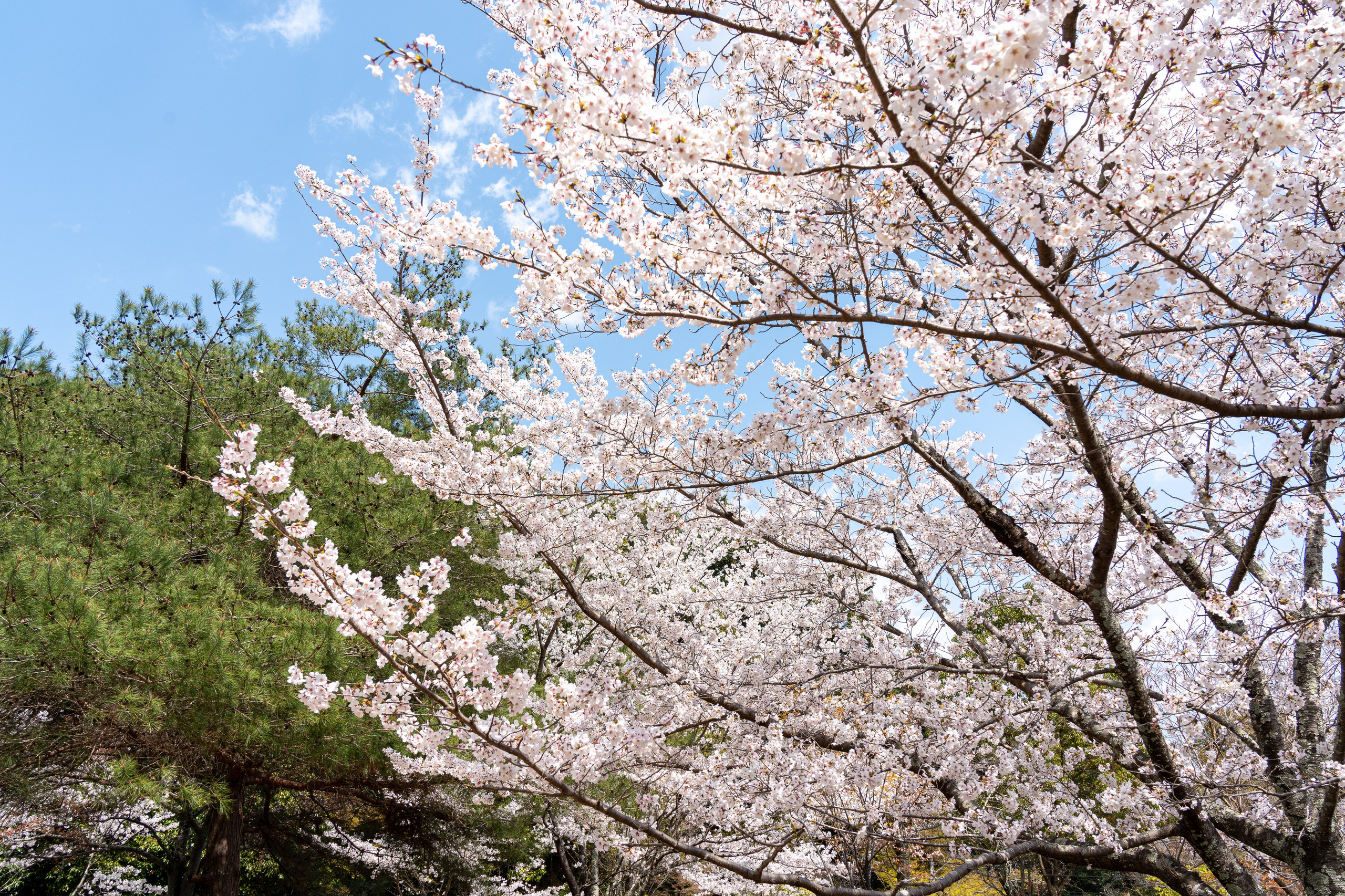 Япония, сакура. Творческие сьемки