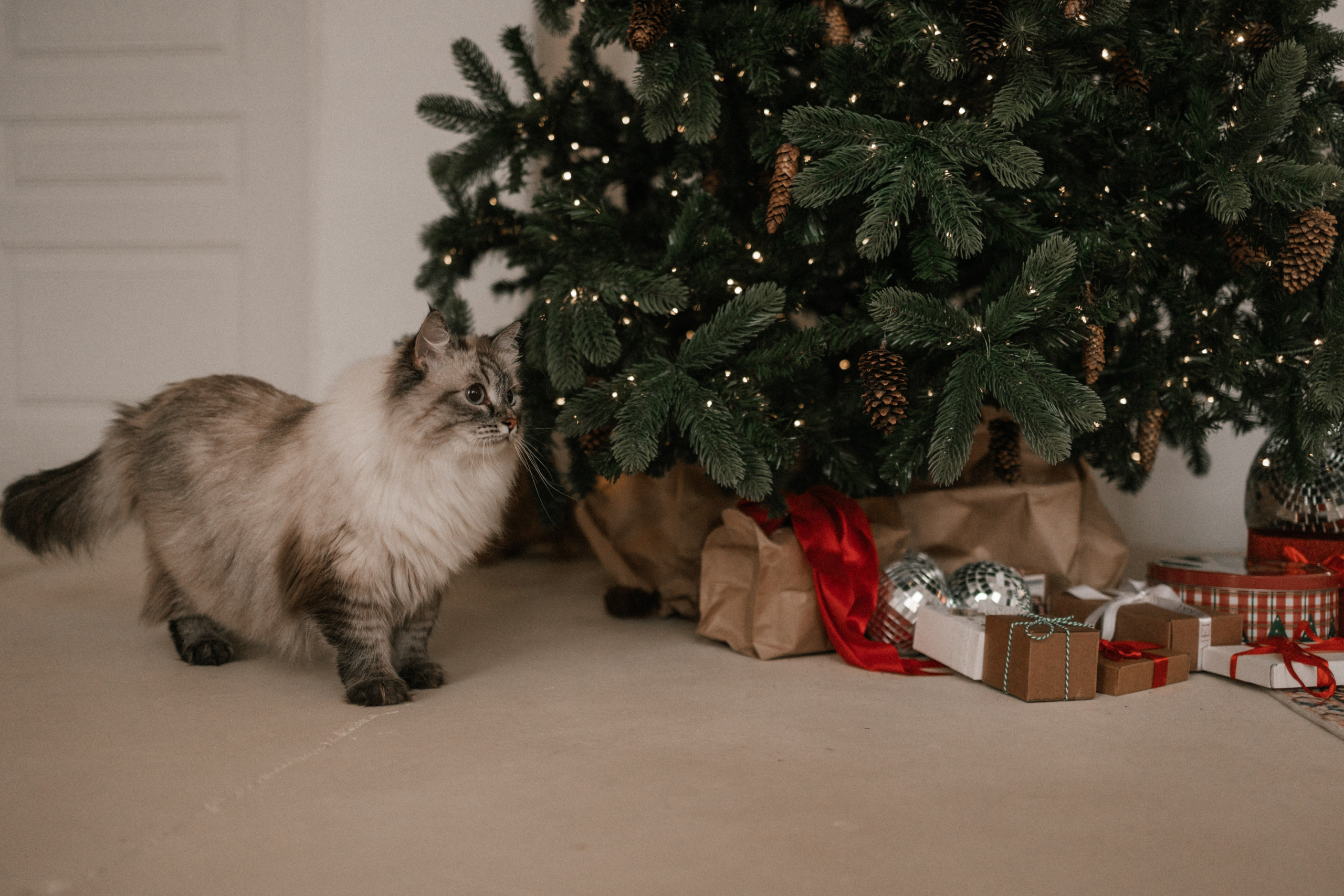 Камилла и ее девочки. Фотограф — Анималист | Санкт-Петербург