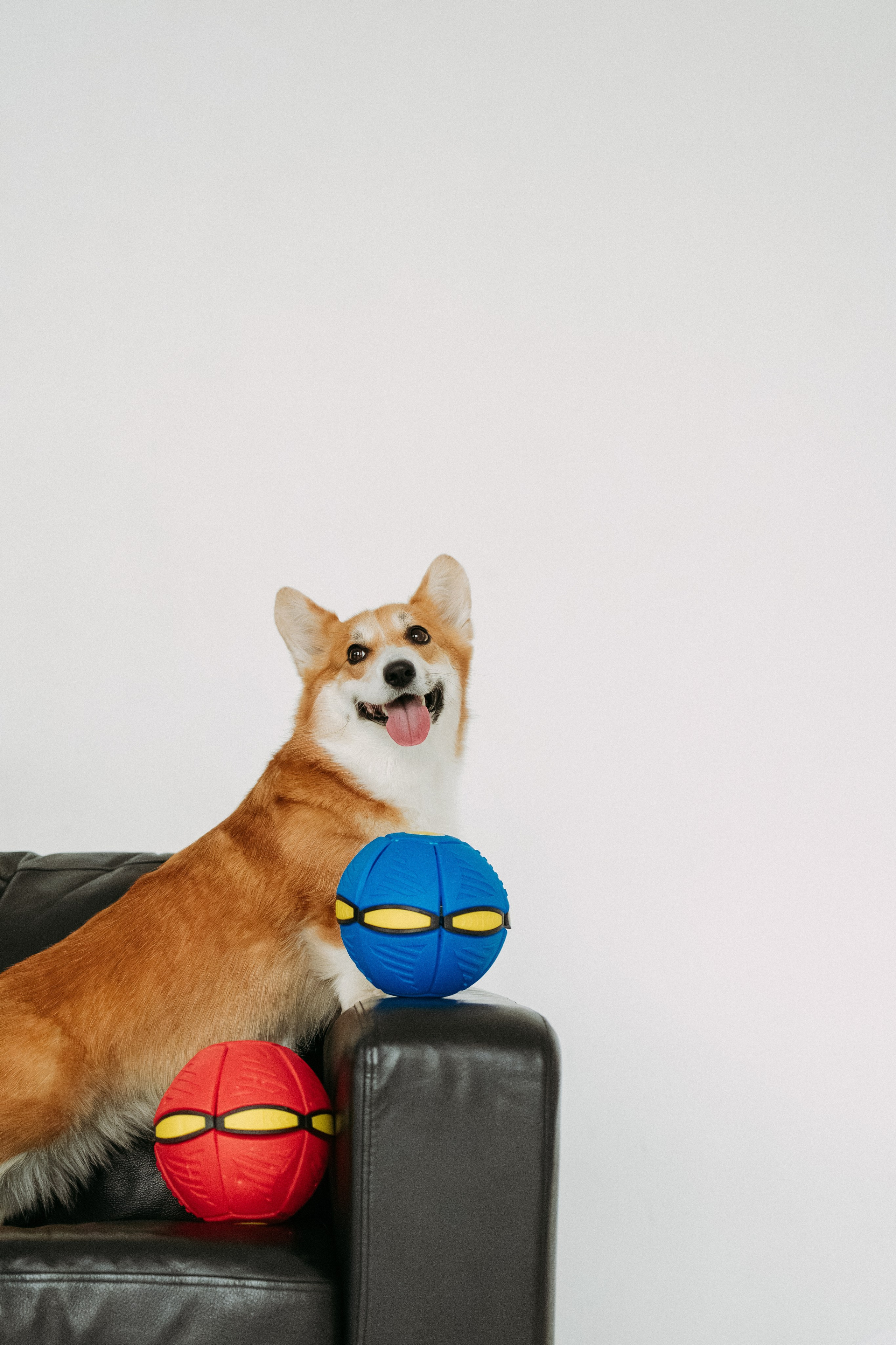 Мячи-попрыгуны. Фотораф — анималист Мария Шистка