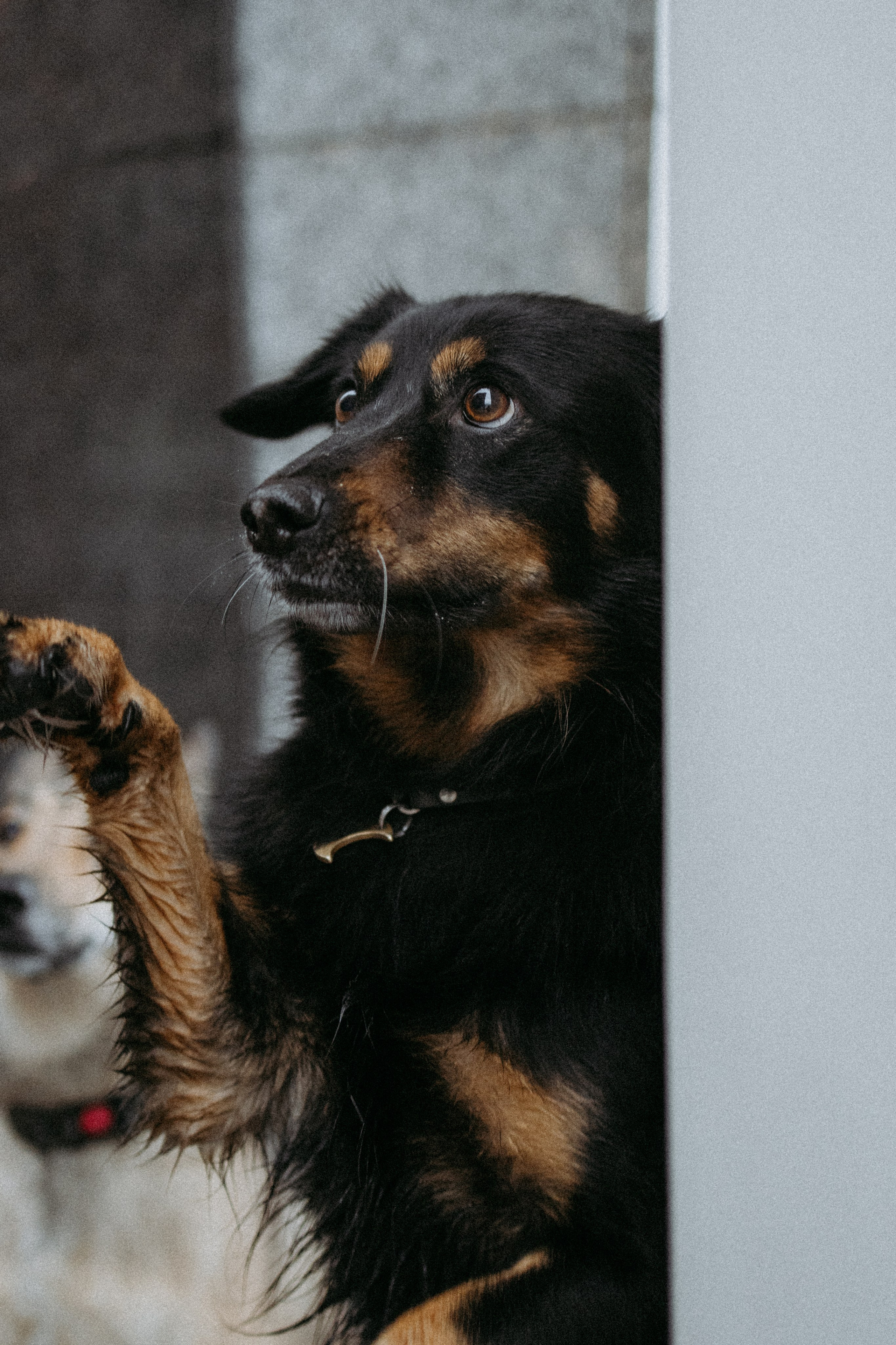 Саша, Ксюша и их банда. Фотораф — анималист Мария Шистка