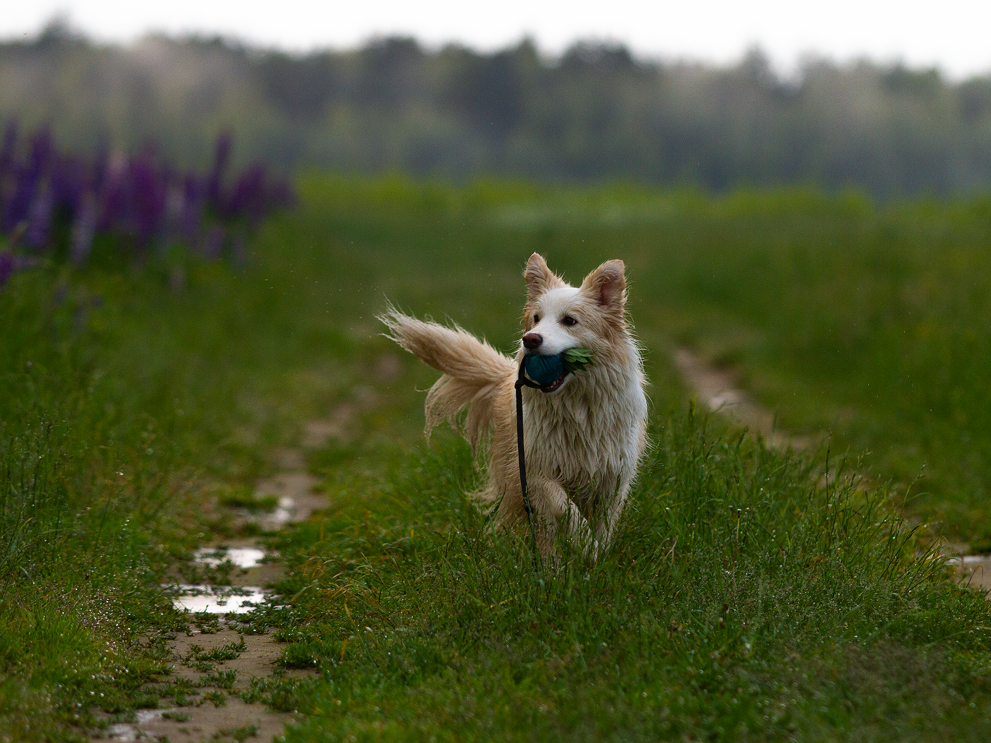 Собаки. Фотограф-анималист в Москве и МО Самойлова Марина