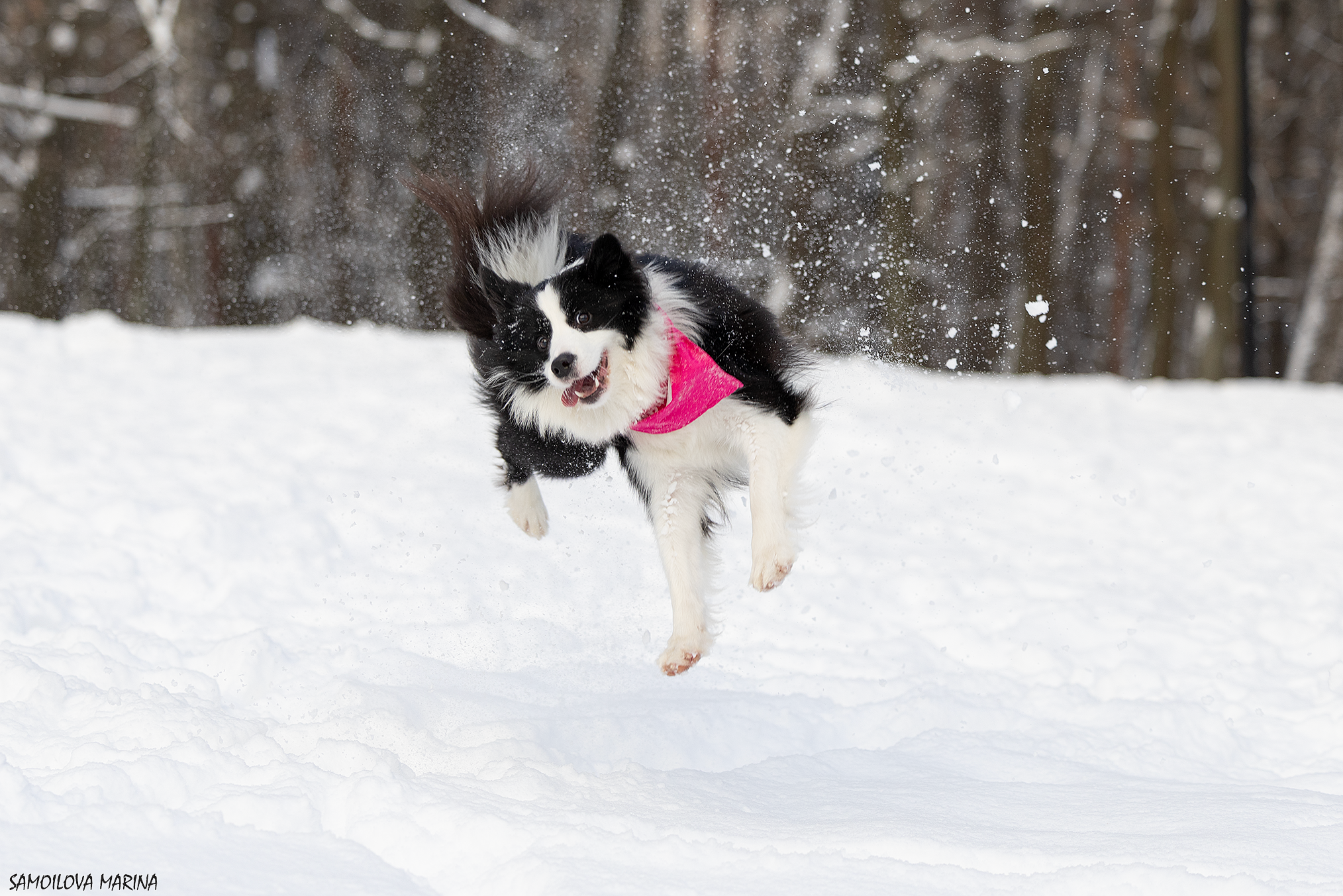 Собаки. Фотограф-анималист в Москве и МО Самойлова Марина