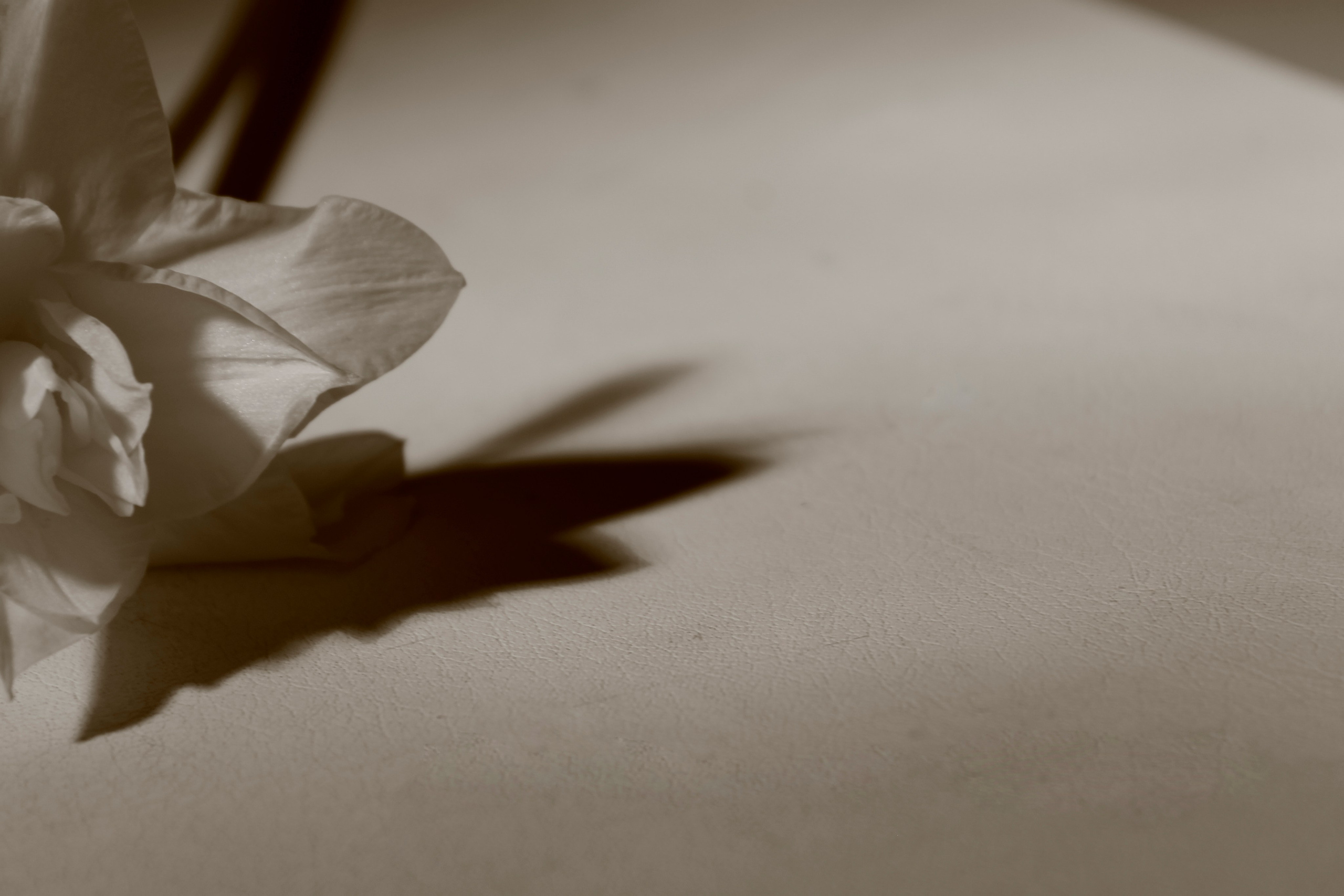 Цветы, колосья и все, что растет. Фотограф Старый Оскол Мавлыга Мария