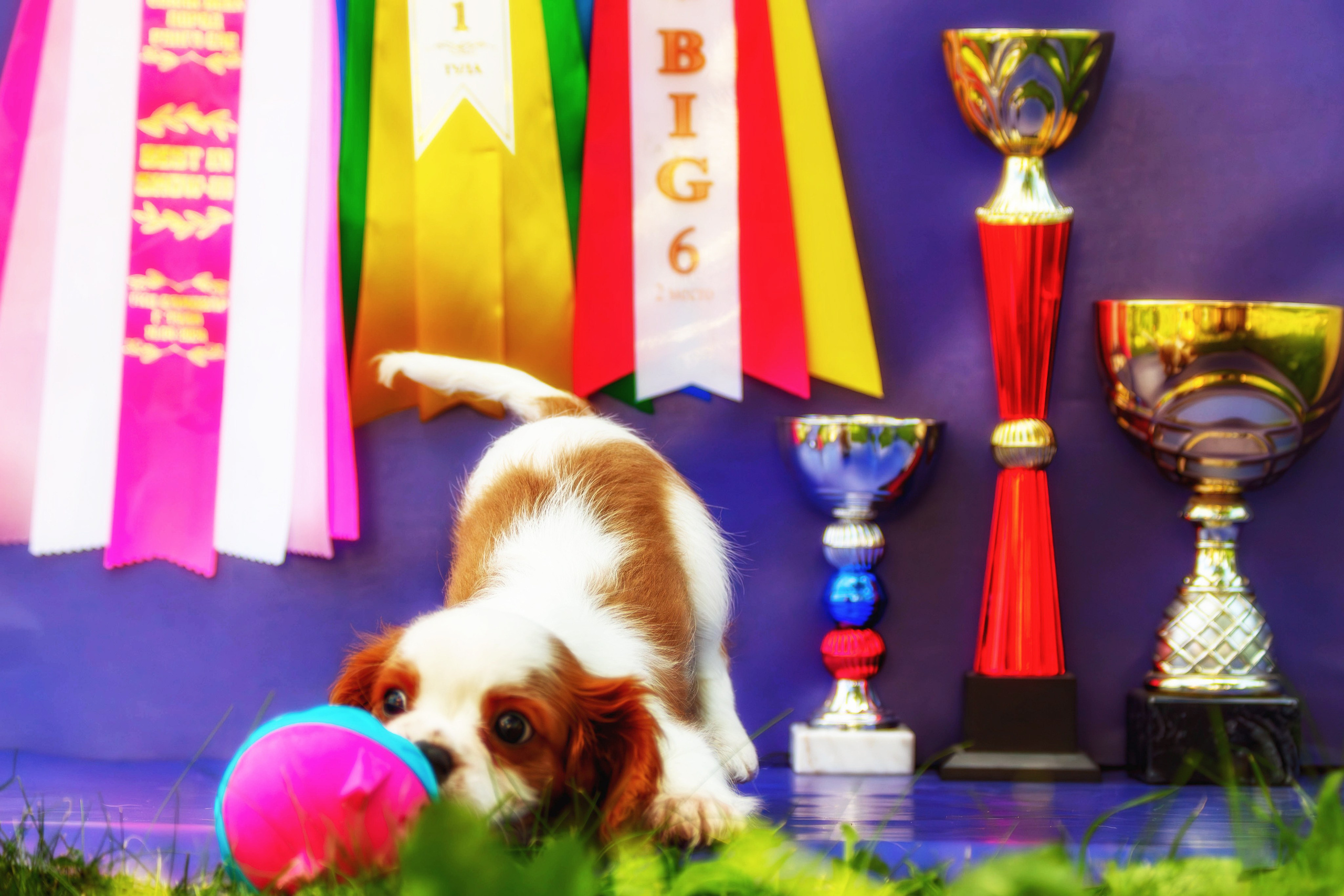 Фотосессия щенков от 7-и дней в стиле ньюборн. Фотограф анималист — Тула, Москва