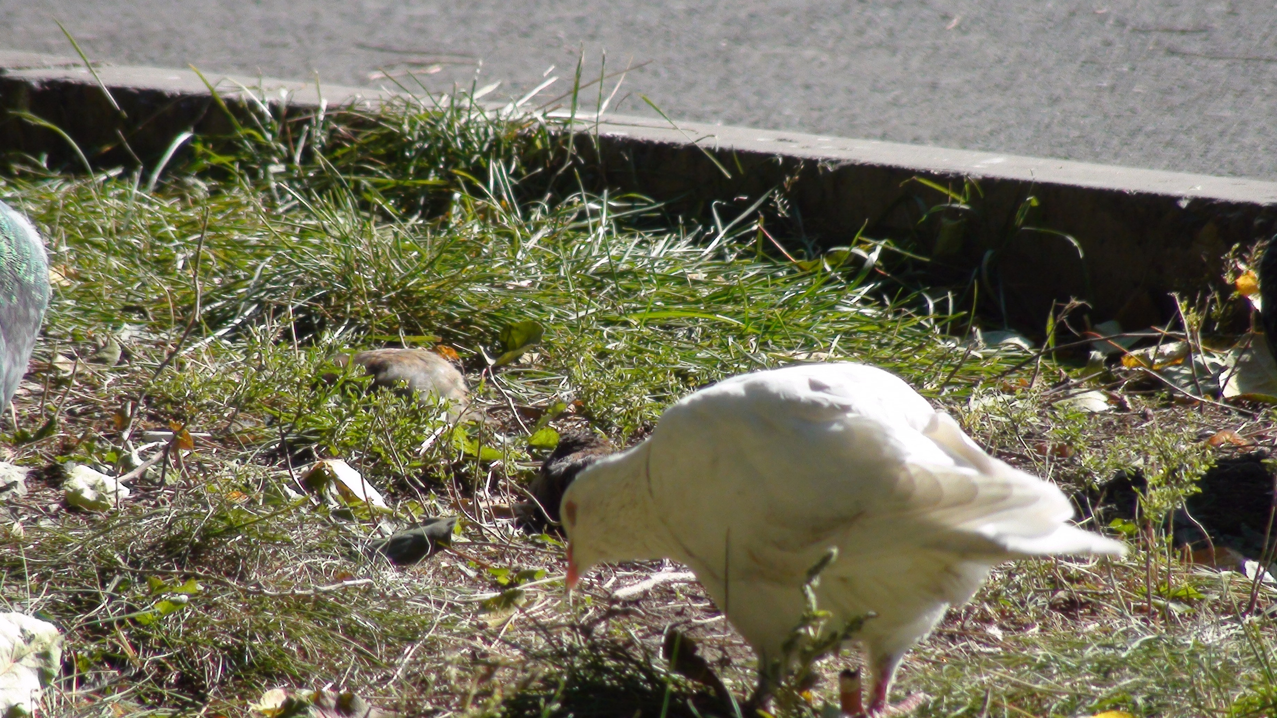 Песочные фигуры с Рускалевы 20.09.2009. Семейный, Свадебный фотограф СПБ Питер— Романова Екатерина