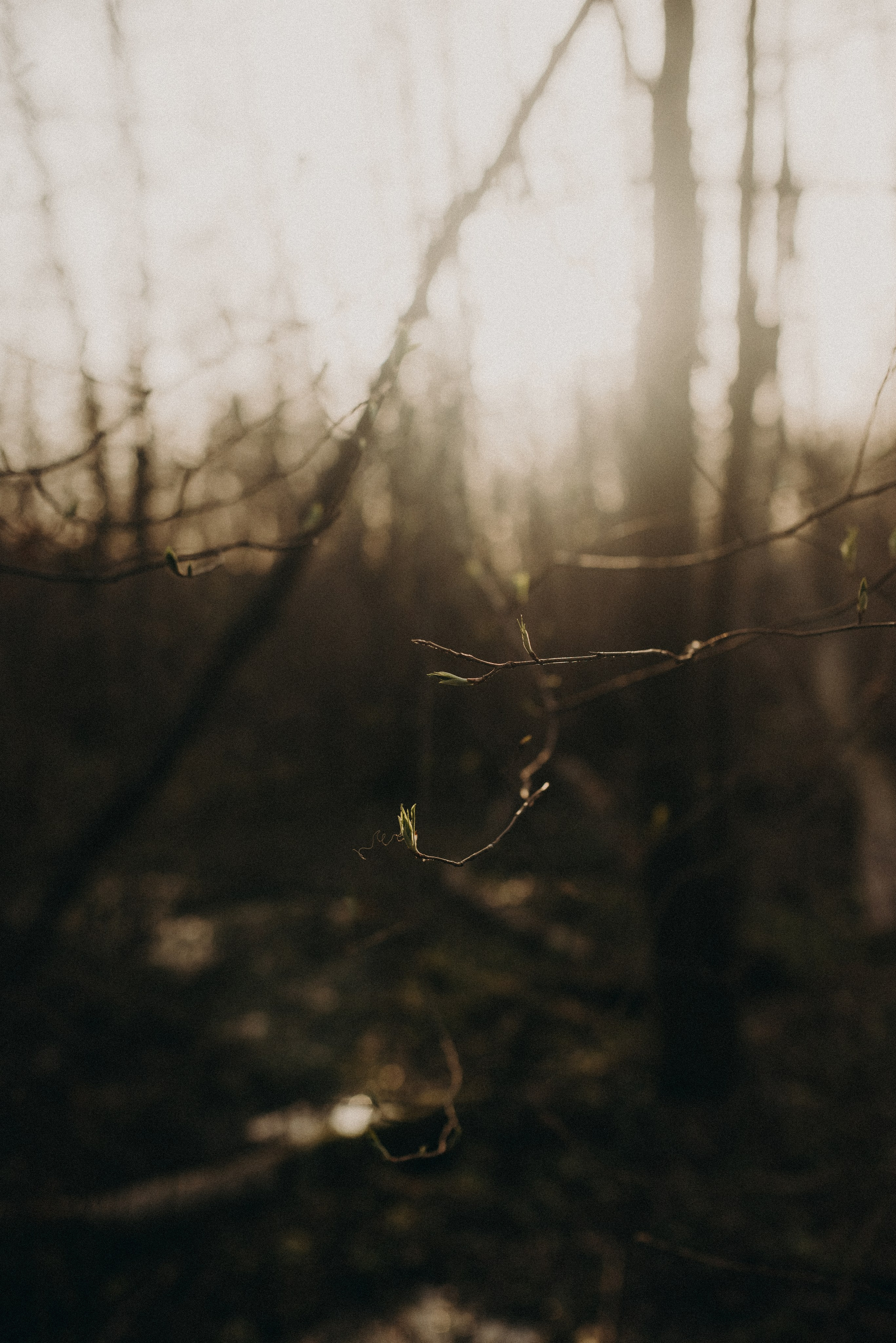 Подснежники. Главная