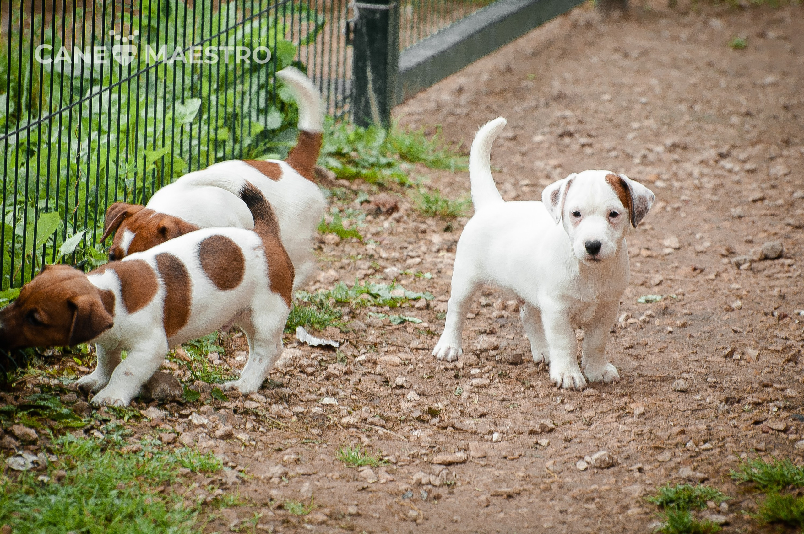 ЭСКИМО_MALE. CANE MAESTRO — kennel Jack Russell Terrier