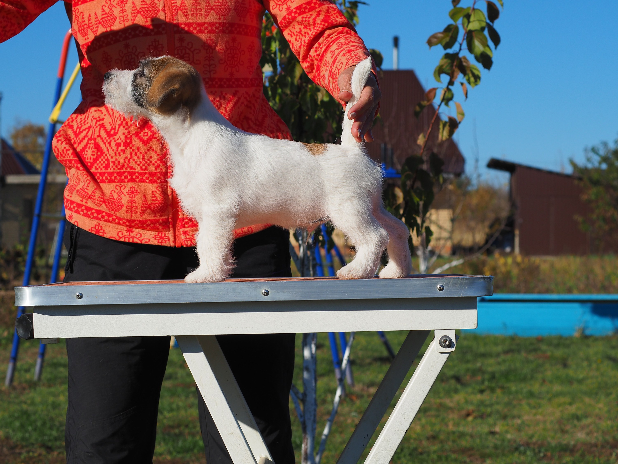 Щенок кобель ДРТ. КАНЕ МАЭСТРО — питомник Джек рассел терьеров