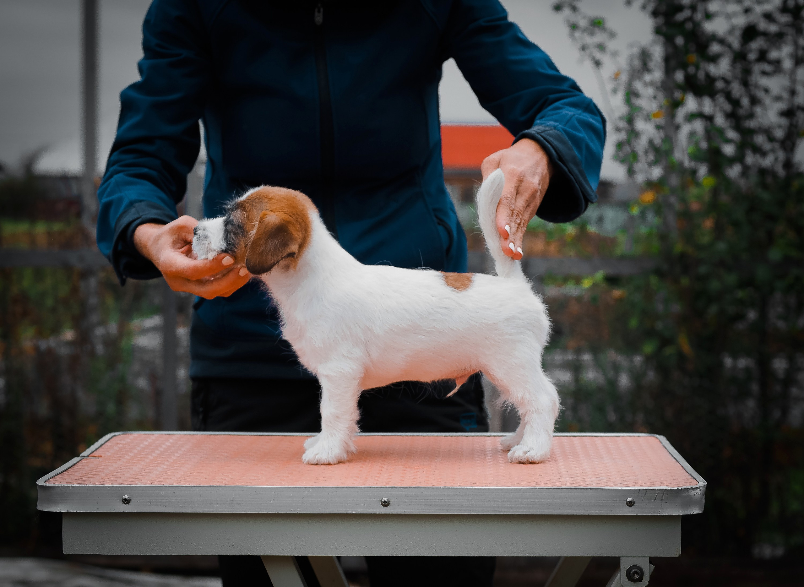 Щенок кобель ДРТ. КАНЕ МАЭСТРО — питомник Джек рассел терьеров