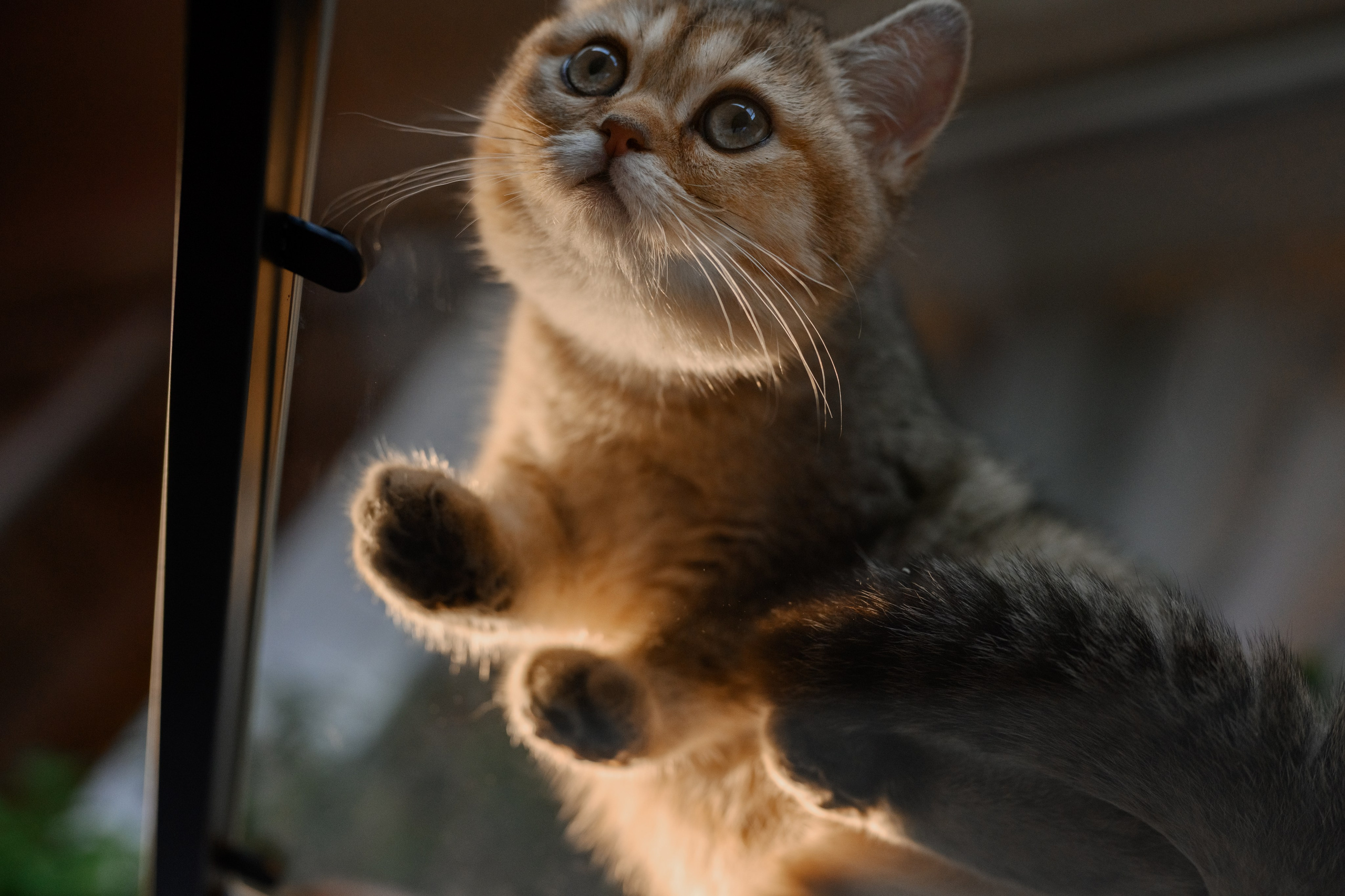 Питомник котят. Семейный фотограф и анималист в Москве и Московской области