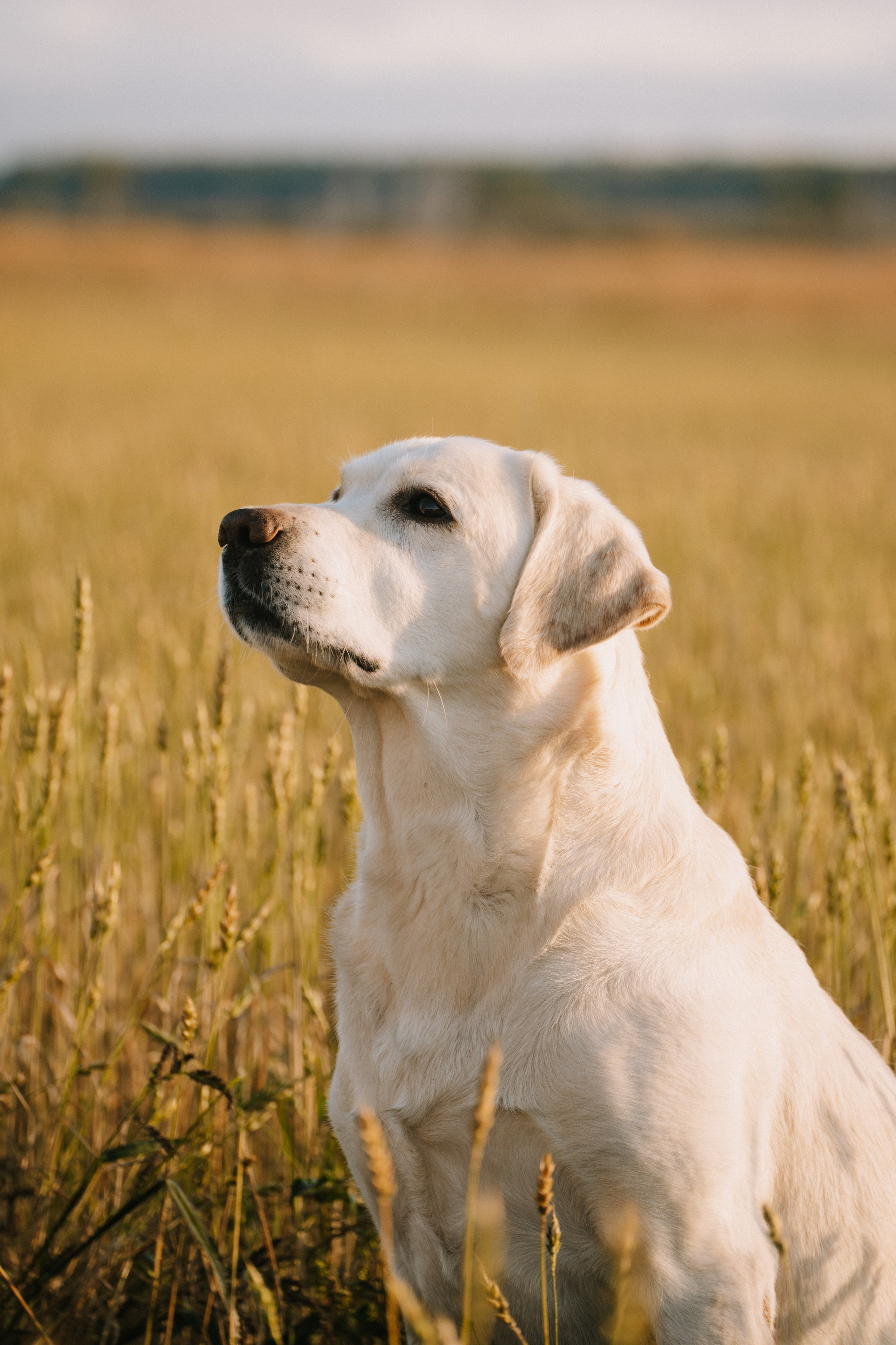 Дана и Арчи. Фотограф-анималист Анастасия Большакова