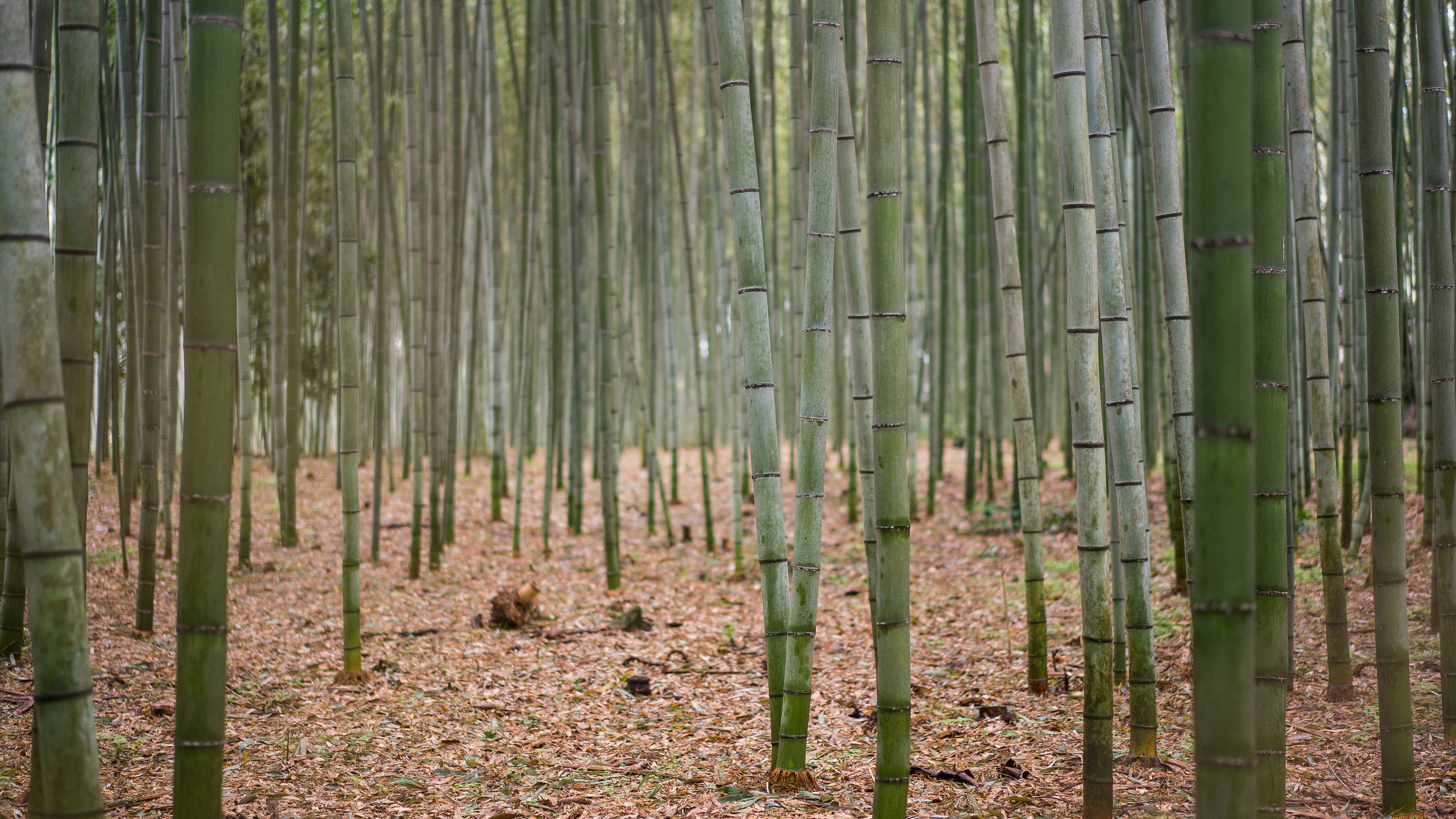 World. Фотограф Дмитрий Чередников