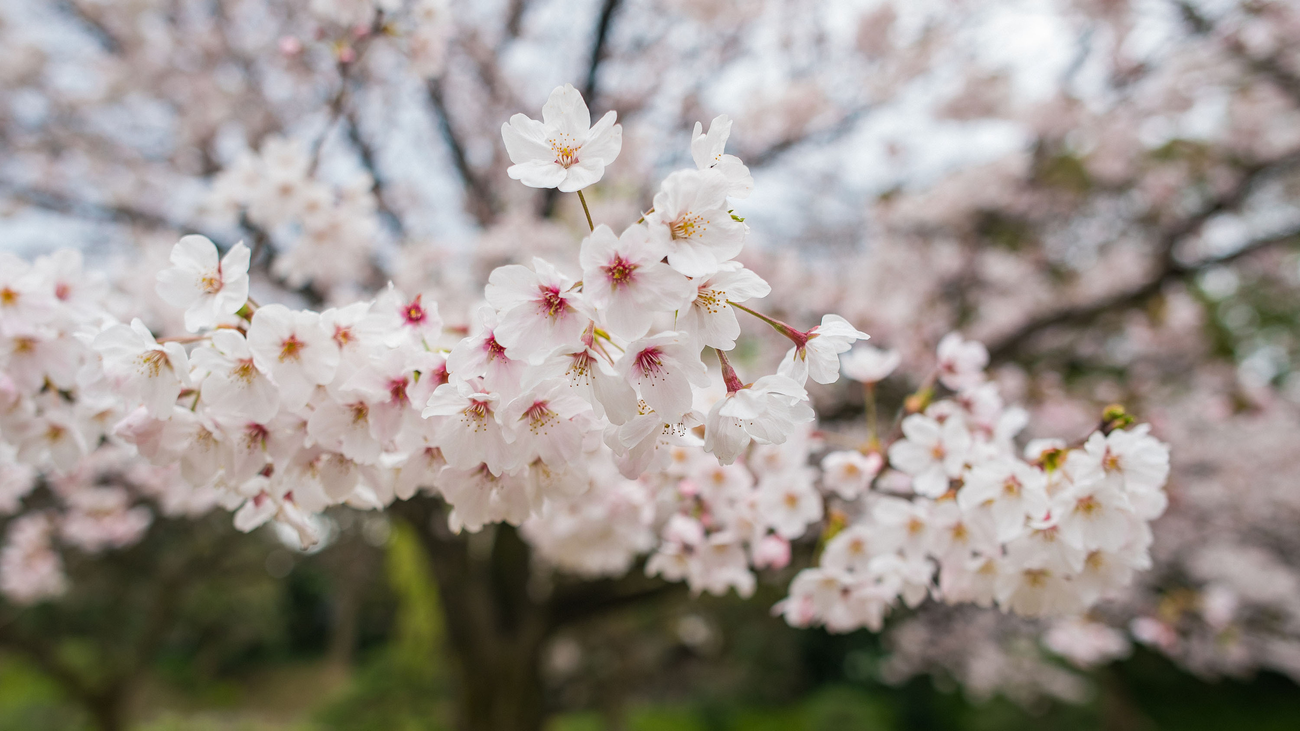 World. Фотограф Дмитрий Чередников
