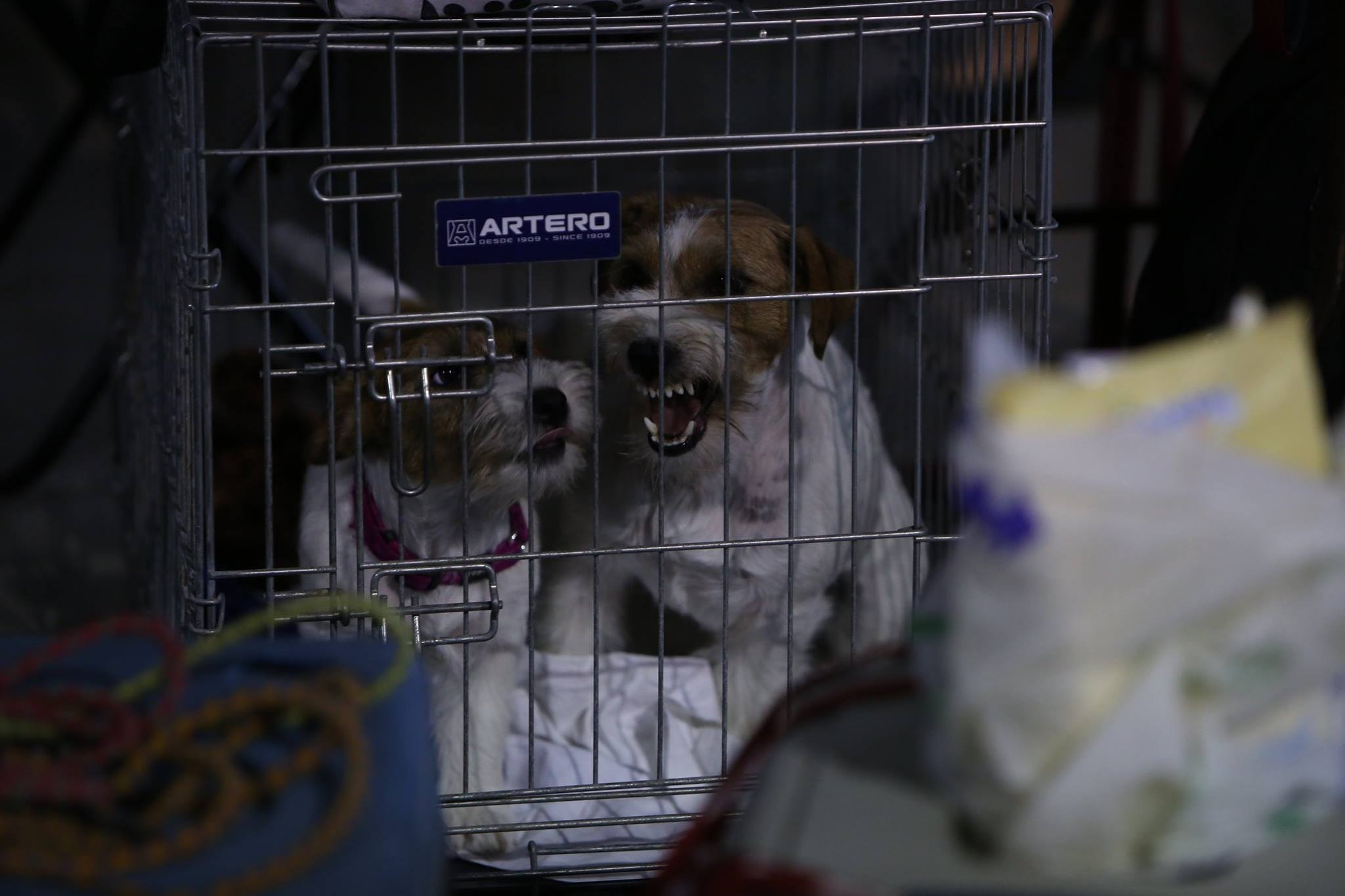 ЧЕМПИОНАТ МИРА 2015. Lovely-Orange питомник джек рассел терьеров