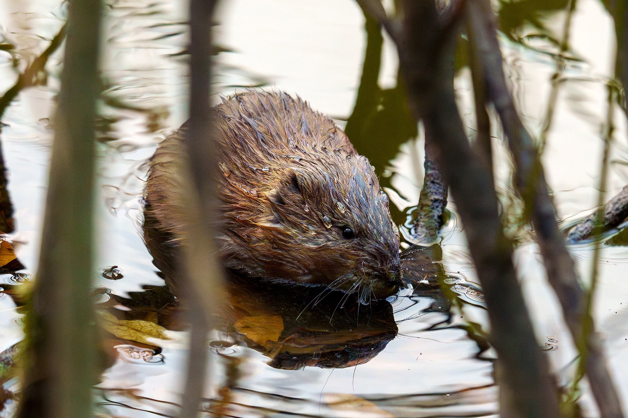 Животные. Ваш личный фотограф Марина Волкова
