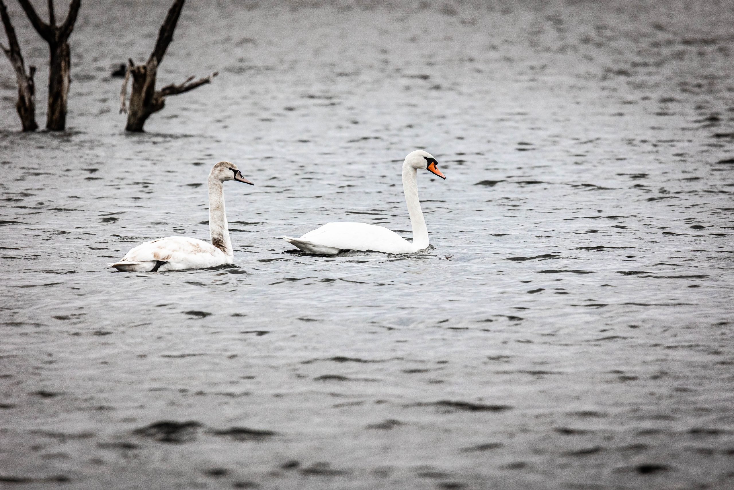 Дикий животный мир. Фотограф-АниМалист Анна Абрамова