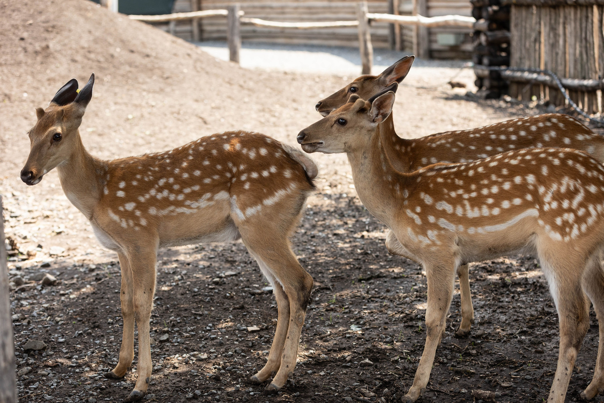 Зоопарк Малинки. Фотограф-АниМалист Анна Абрамова